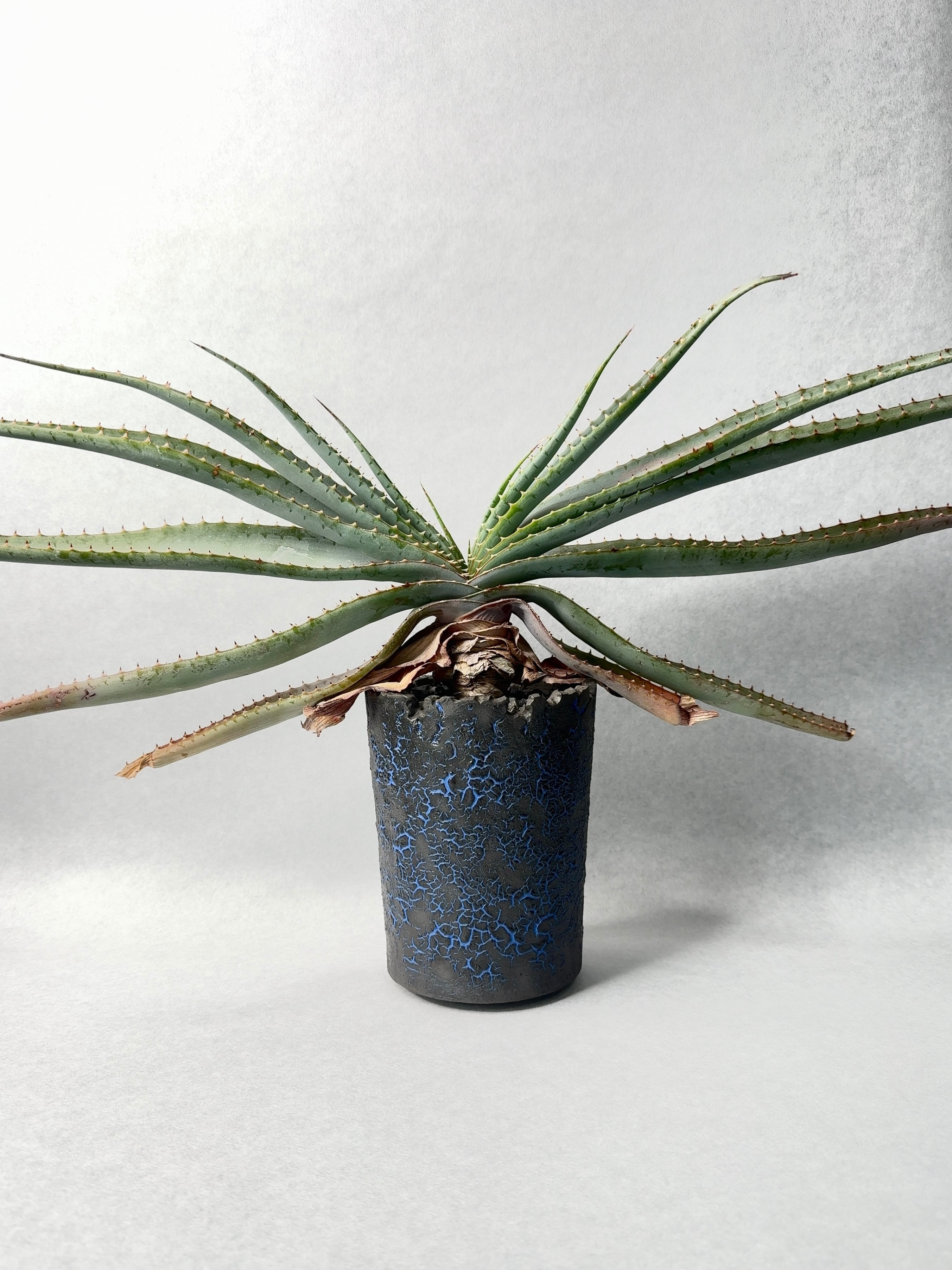 アロエ・スプラフォリアータ