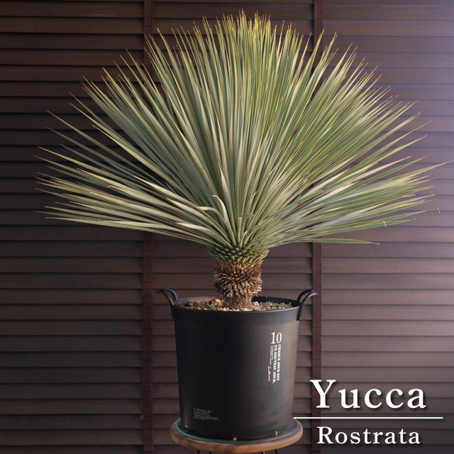 ユッカ グロリオサ Yucca Gloriosa 幹立ち 5号 陶器鉢 アツバキミガヨラン 0613NV