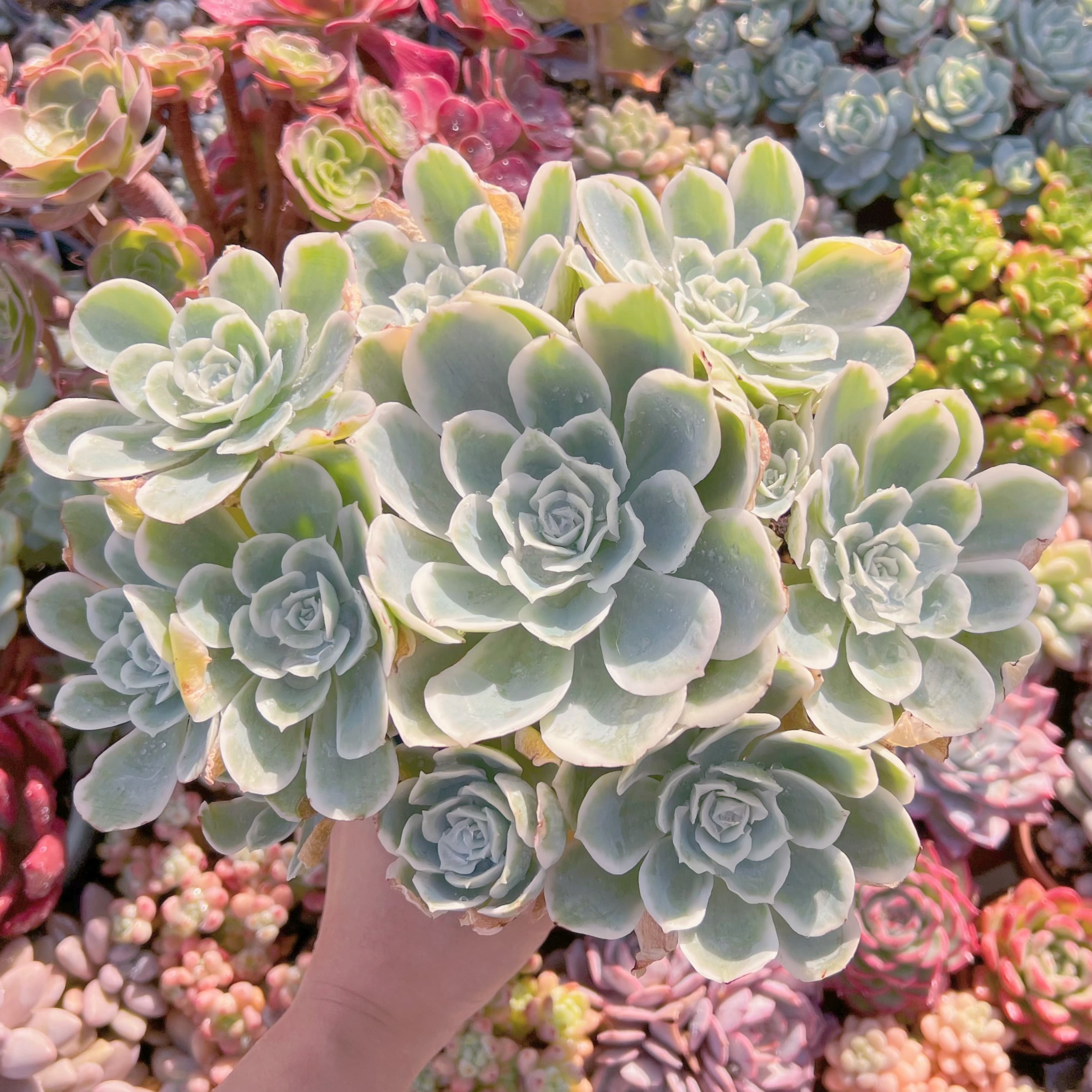 現品　レモンローズ錦#2026　新入荷　特特大　るる農園