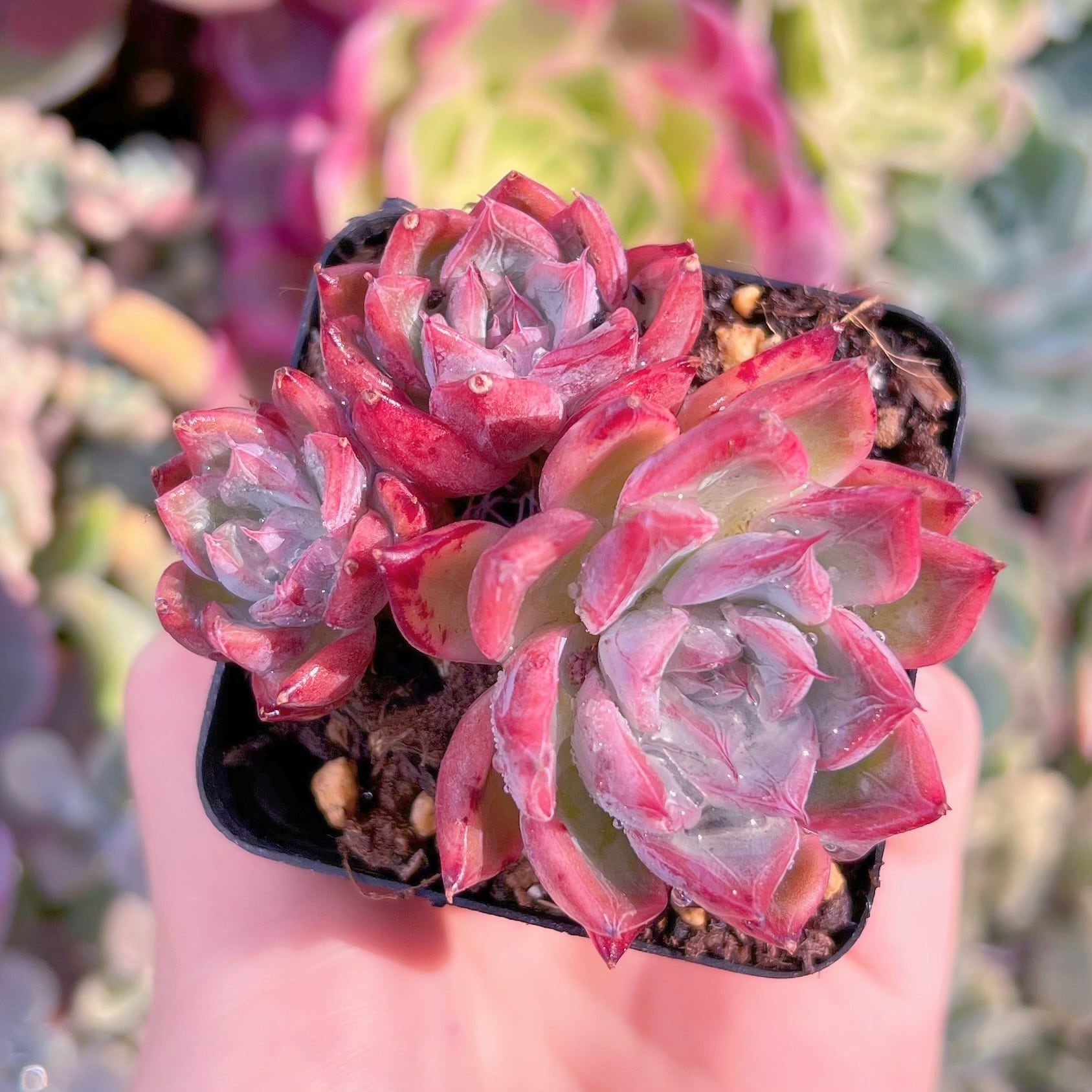 現物　ブラックスワン#927   群生　るる農園