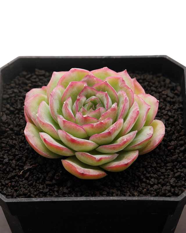 カット苗 ティルジエンド 【数量限定】 Echeveria 'Till The End'