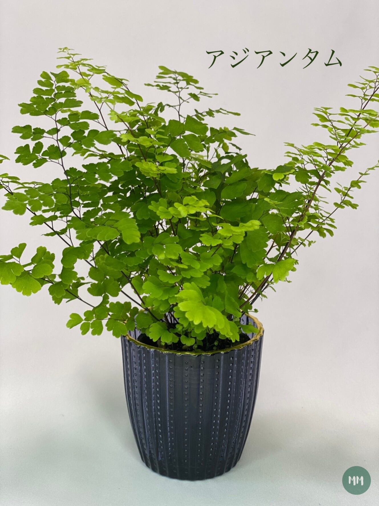 送料無料 アジアンタム 観葉植物 Mossmoss 苔玉 おしゃれな観葉植物の通販