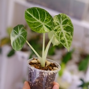 Alocasia Ninja Tricolor / アロカシア ニンジャ 斑入り④