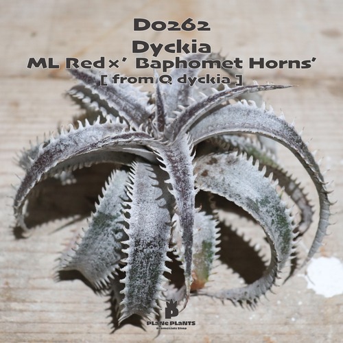 【送料無料】ML Red×'Baphomet Horns'《ベアルート株》〔ディッキア〕現品発送D0262