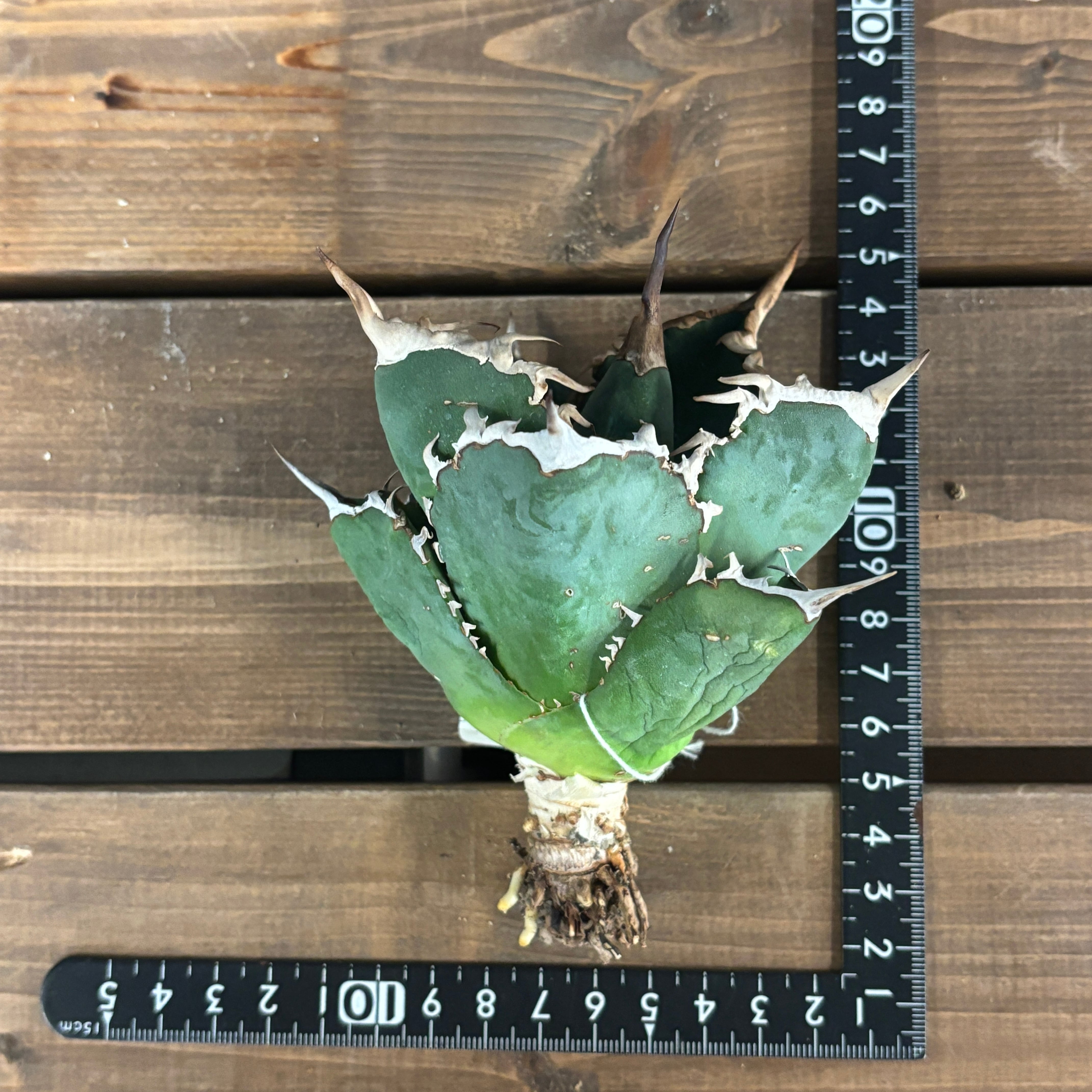 アガベ チタノタ タランチュラ【590】 | PROTOLEAF プロトリーフ