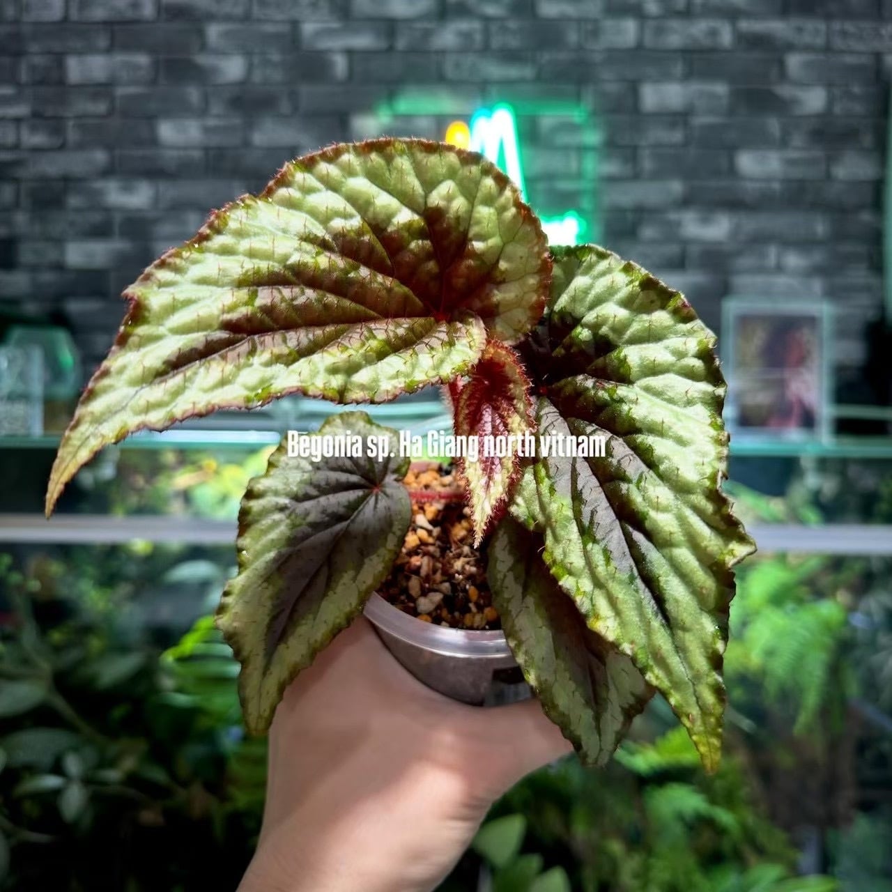 Begonia murina | ベゴニア専門 オンラインショップ