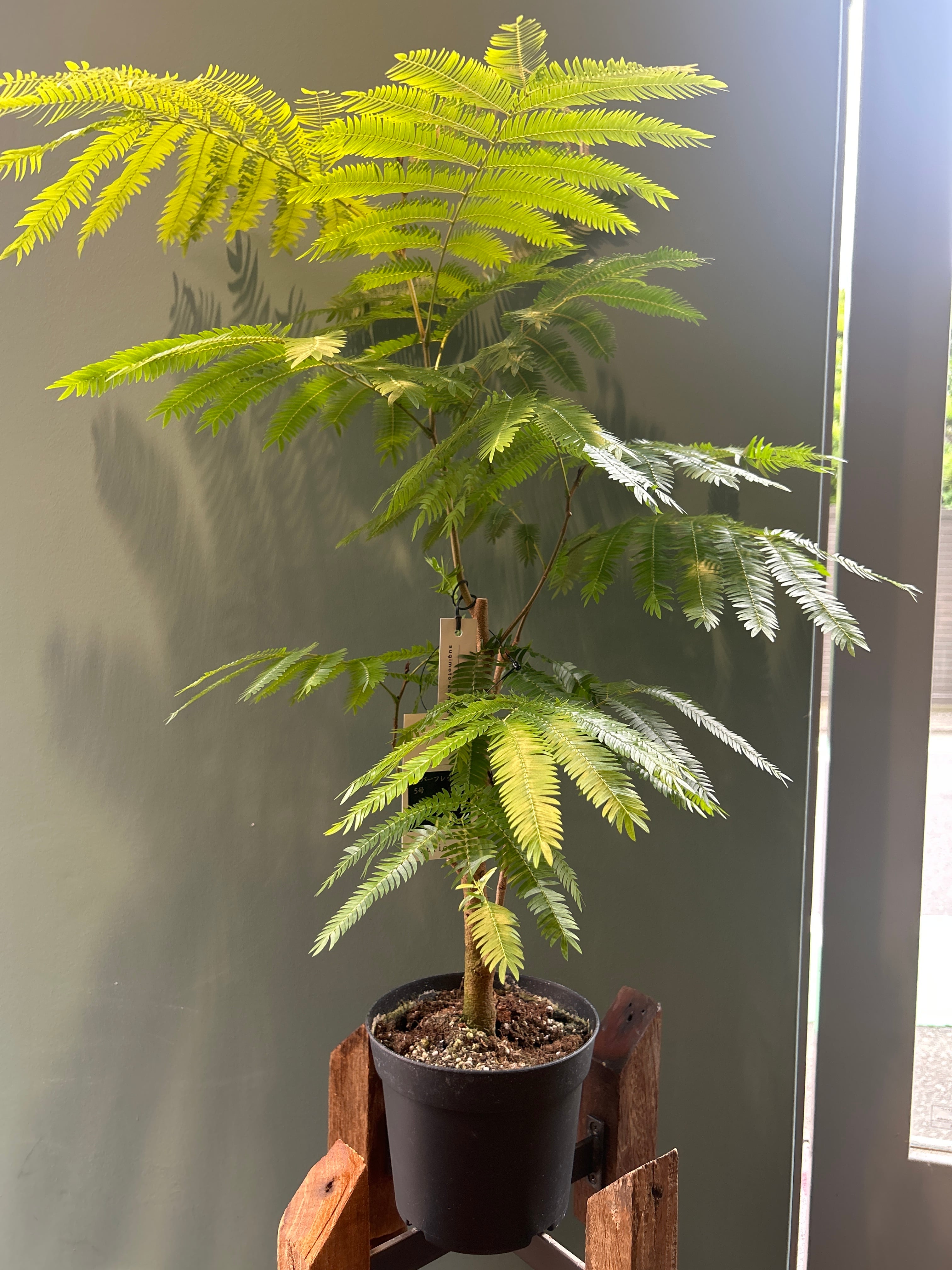 観葉植物 アグラオネマ マリア3.5号 | 植物との暮らし apricot