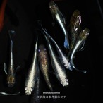 MIX Aメダカ稚魚 10匹 thumbnail 2