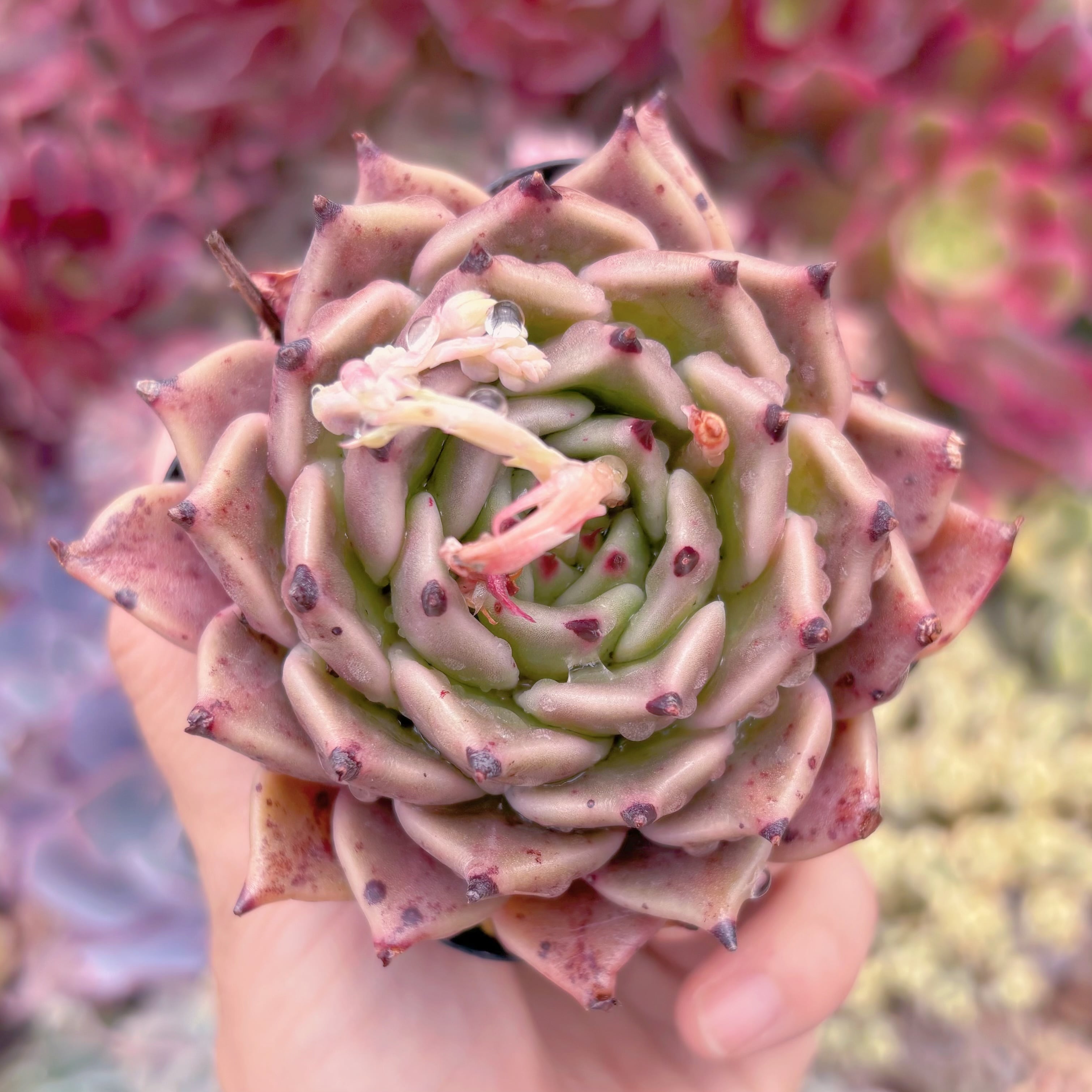 現品　ハロウィン#223　るる農園