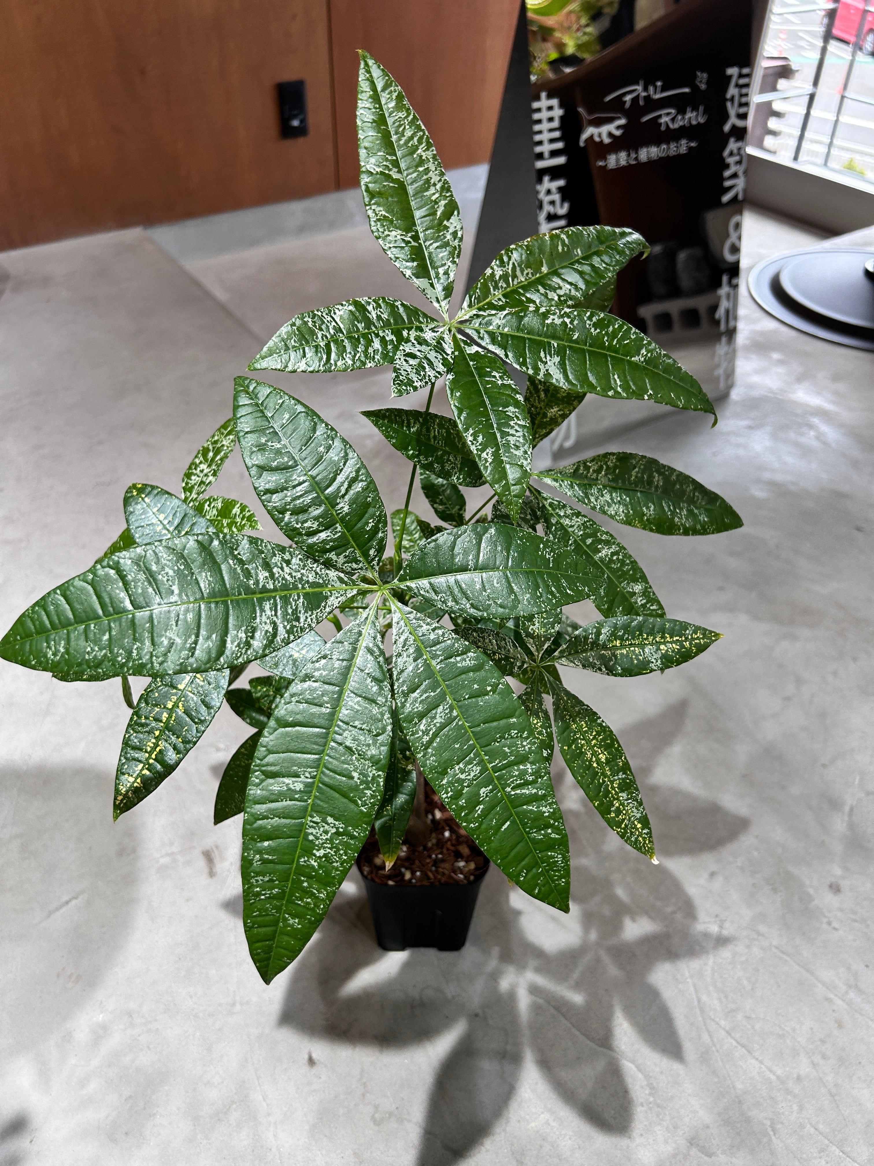 エキノプシス パチャノイ 多聞柱 信楽焼陶器鉢付き | アトリエRatel