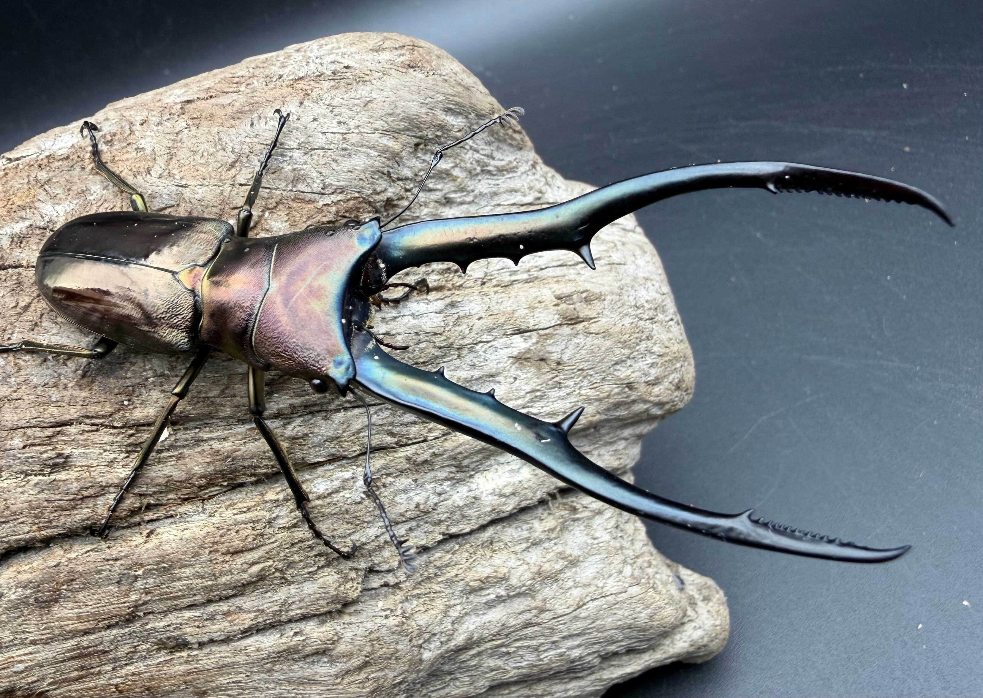 WD】アゴブルー系《メタリフェルホソアカ亜種フィナエ 89mm ペア