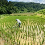 農薬:栽培期間中不使用・有機肥料使用 棚田米　コシヒカリ　10キロ（精米前）