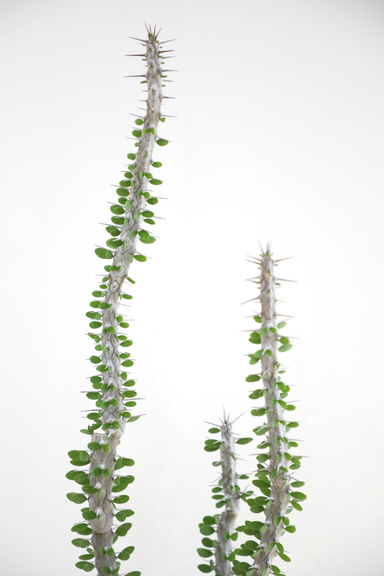 【M】アローディア プロセラ/Alluaudia procera ※陶器鉢付き