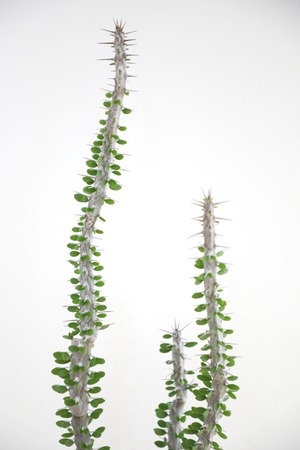 【M】アローディア プロセラ/Alluaudia procera ※陶器鉢付き