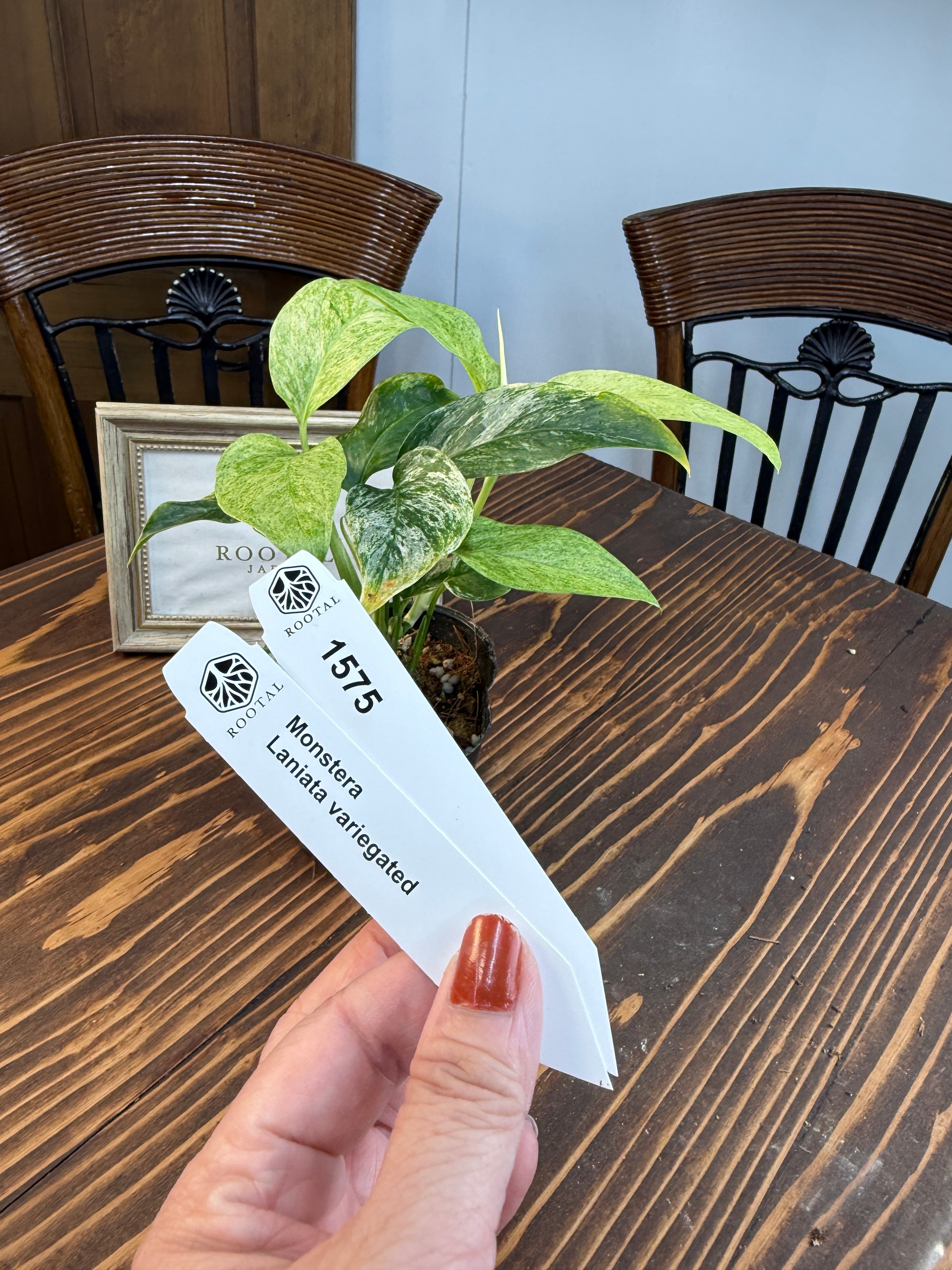 モンステラ | ROOTALPLANTS