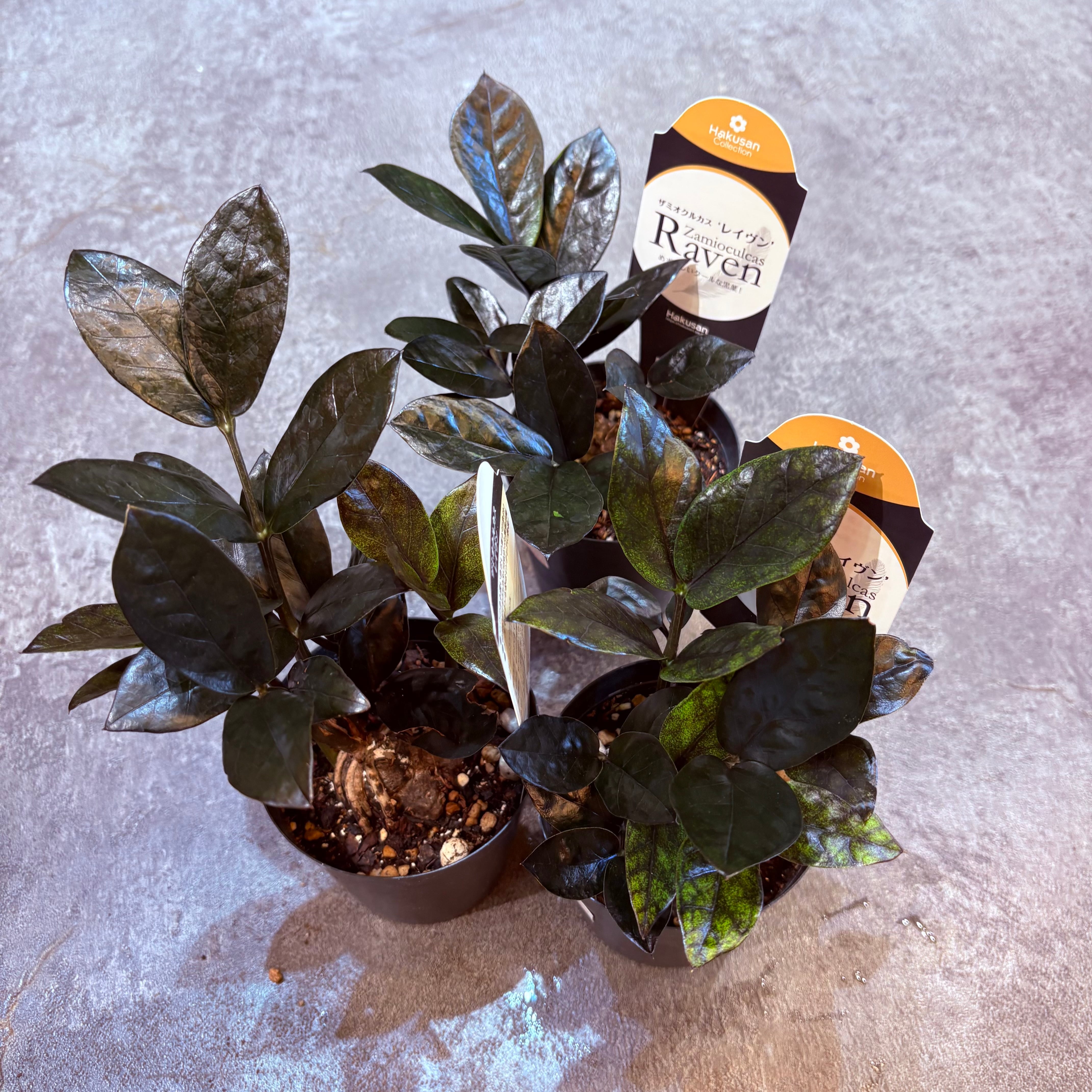 ザミオクルカス レイヴン 3号 | Green Vibes 宇都宮市の観葉植物専門店