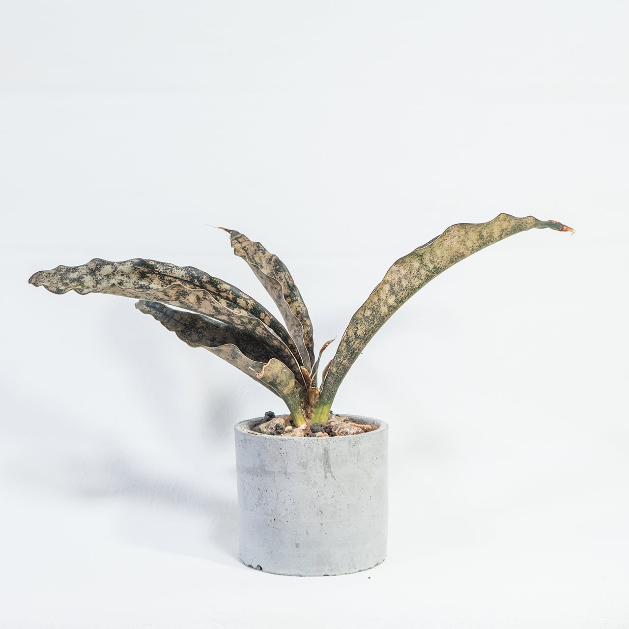 サンセベリア・キルキー・コパトーン 大人の空間を彩る渋い葉模様 自作モルタル鉢植え