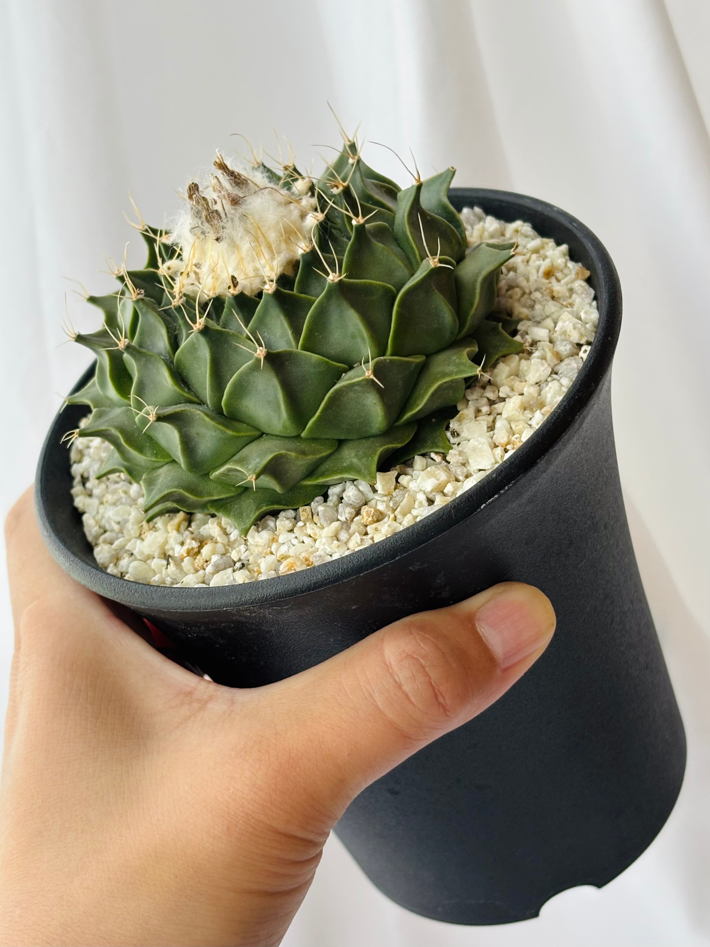 オブレゴニア　大疣帝冠　サボテン　菊水　花籠 オブレゴニア 大疣帝冠 サボテン 菊水 花籠