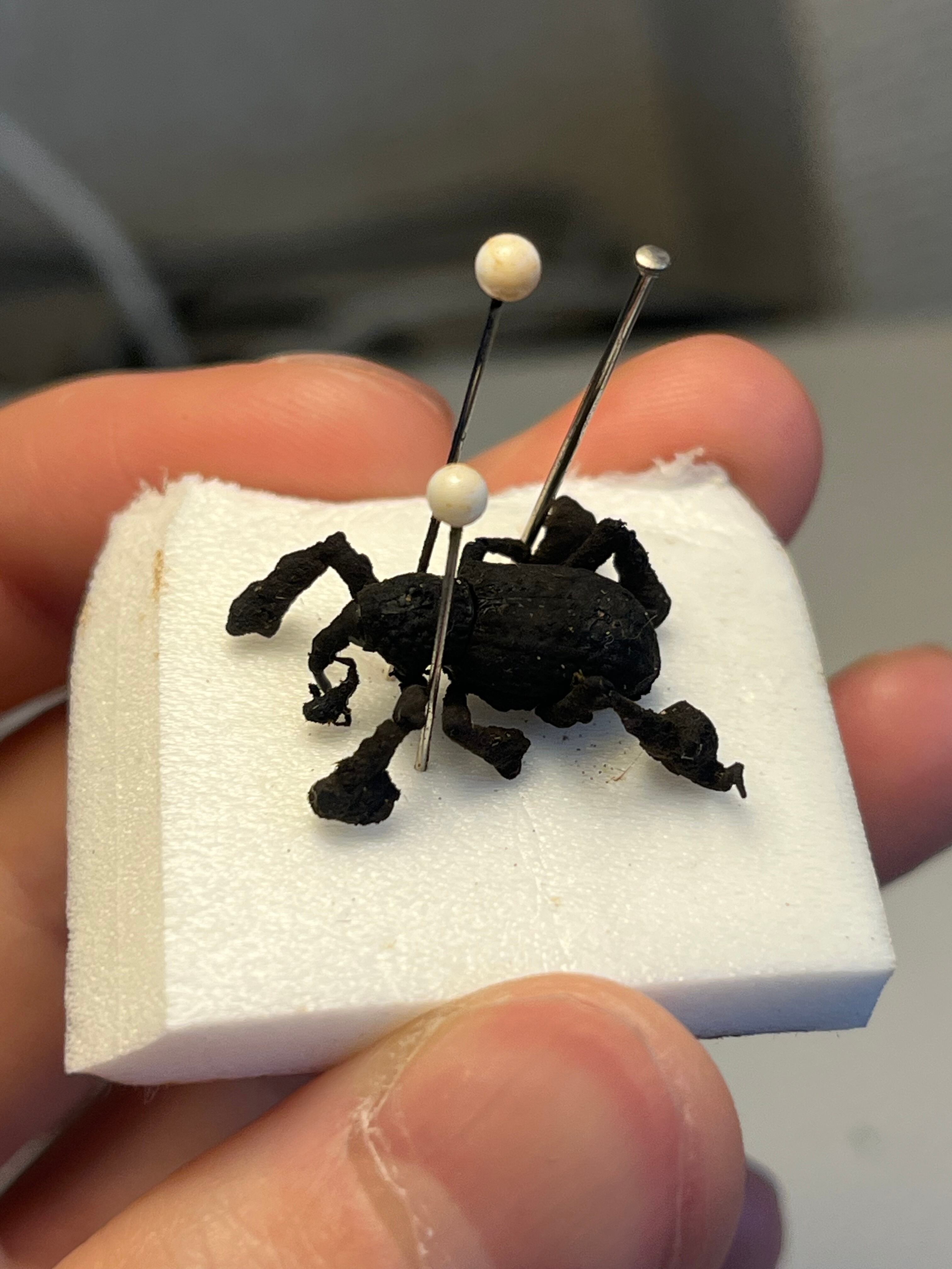 属内最高峰】トゲトゲヘンテコゾウムシ Gagatophorus 標本甲虫フン