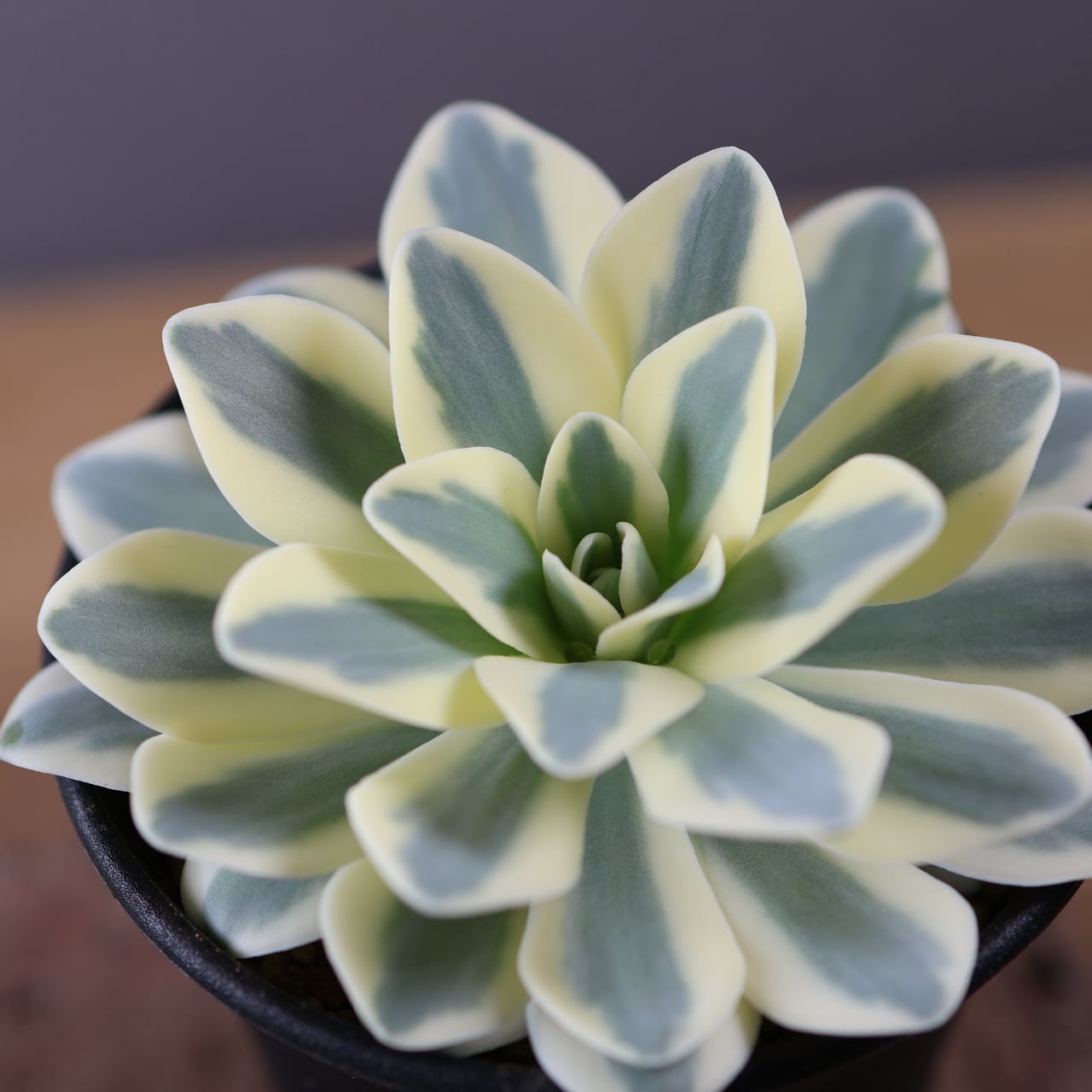 613『オロスタキス 富士』Orostachys 'Fuji' 観葉植物【送料無料