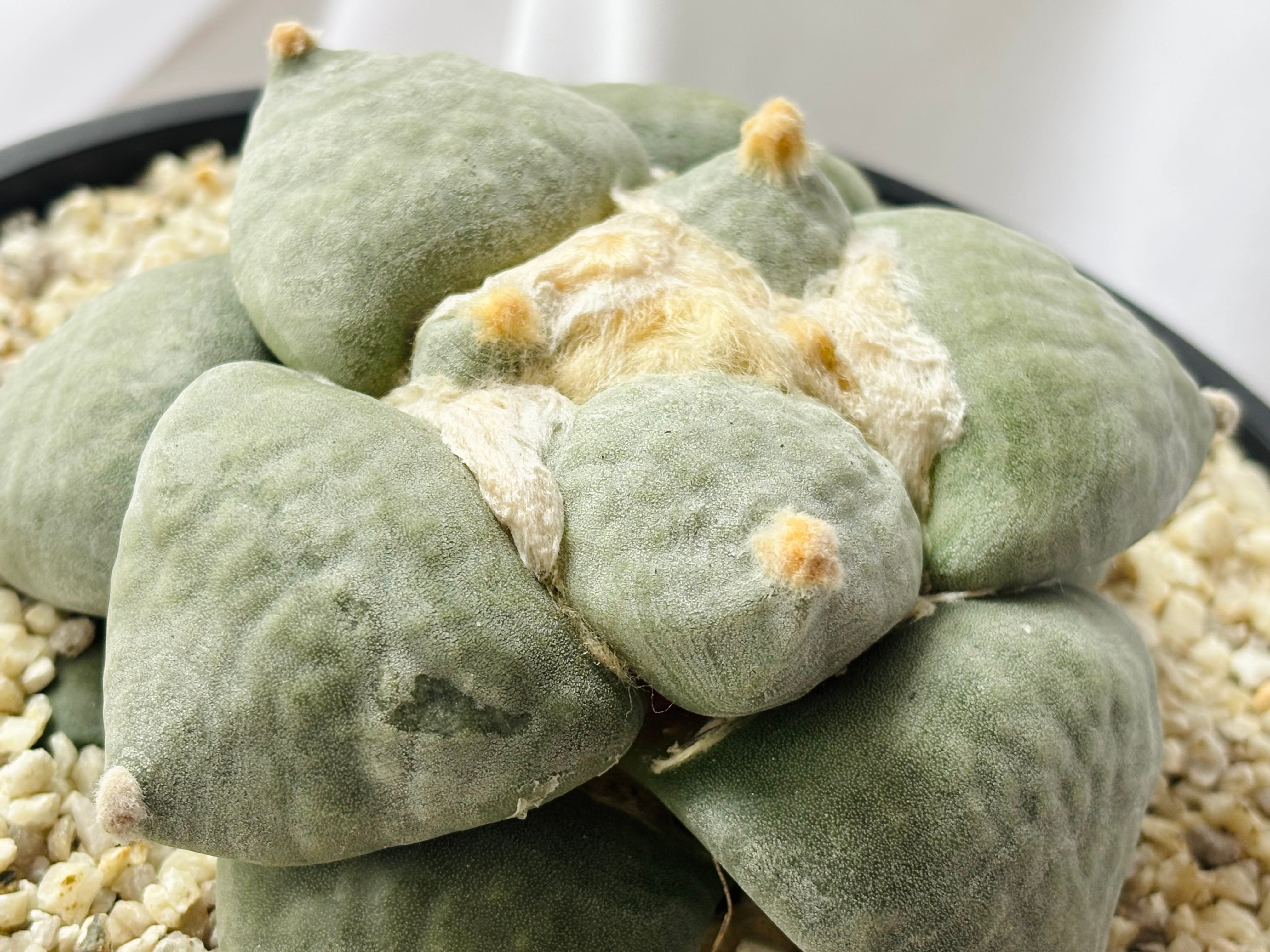 サボテン アリオカルプス 大疣青磁牡丹 Ariocarpus furfuraceus f. アリオカルプス 大疣青磁牡丹 サボテン