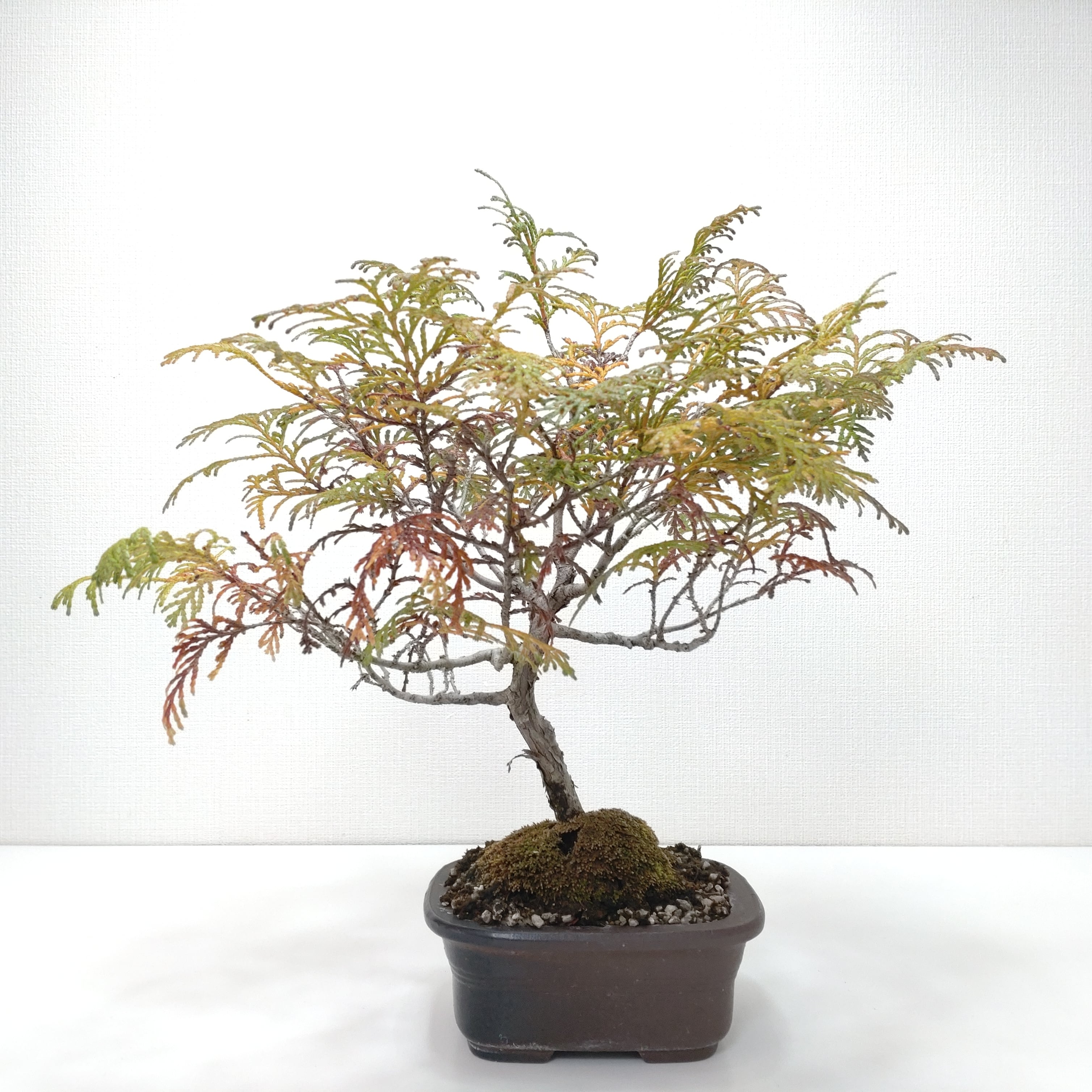 檜（ヒノキ）盆栽 SS004 檜（ヒノキ）盆栽 SS004 | 盆栽創【Bonsaisou】