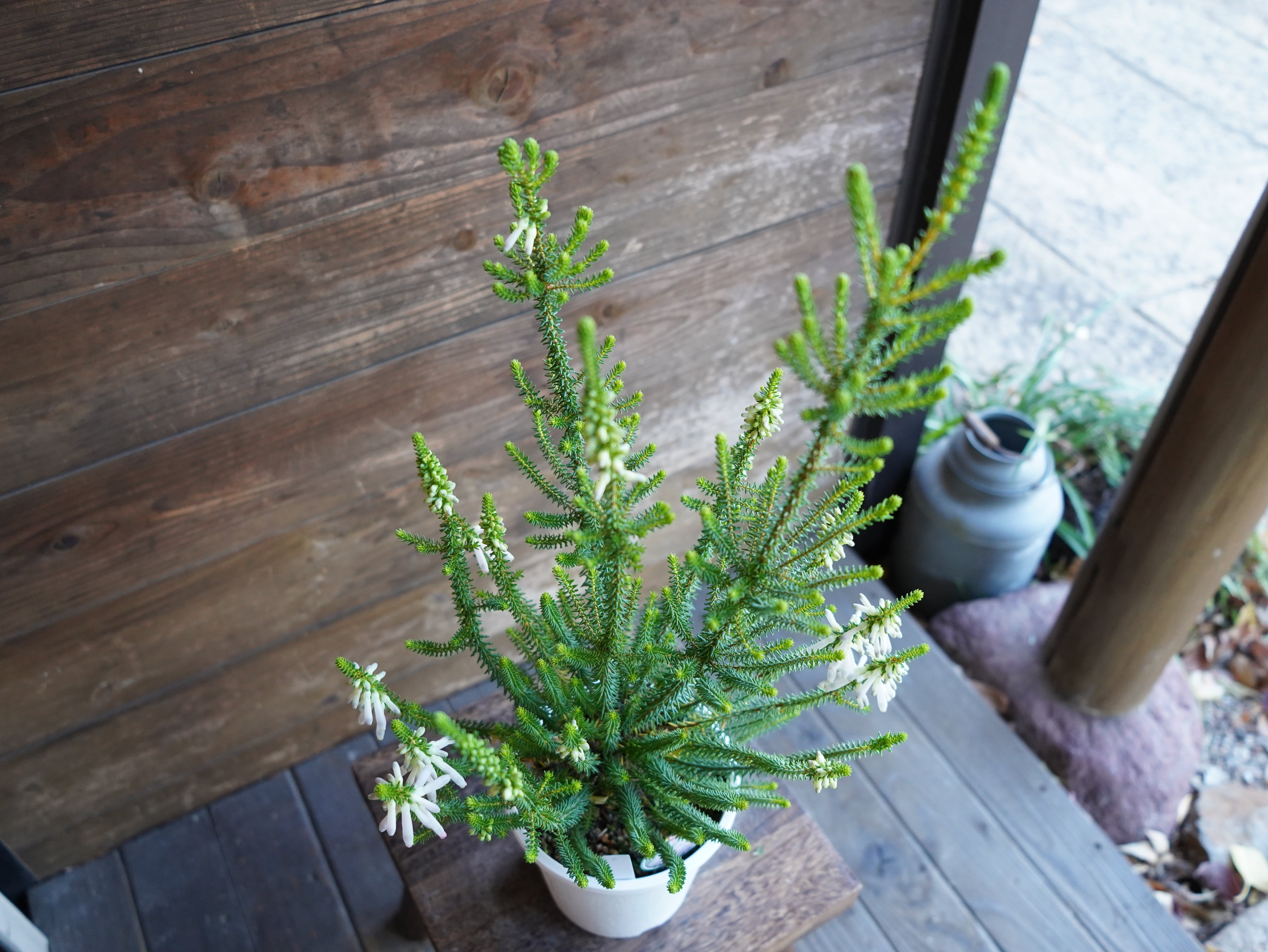 【現物】エリカ　Ｓ．’ライトスパーク’　C