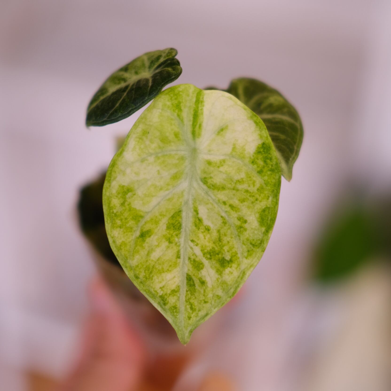 Alocasia Ninja Tricolor / アロカシア ニンジャ 斑入り⑥│観葉植物