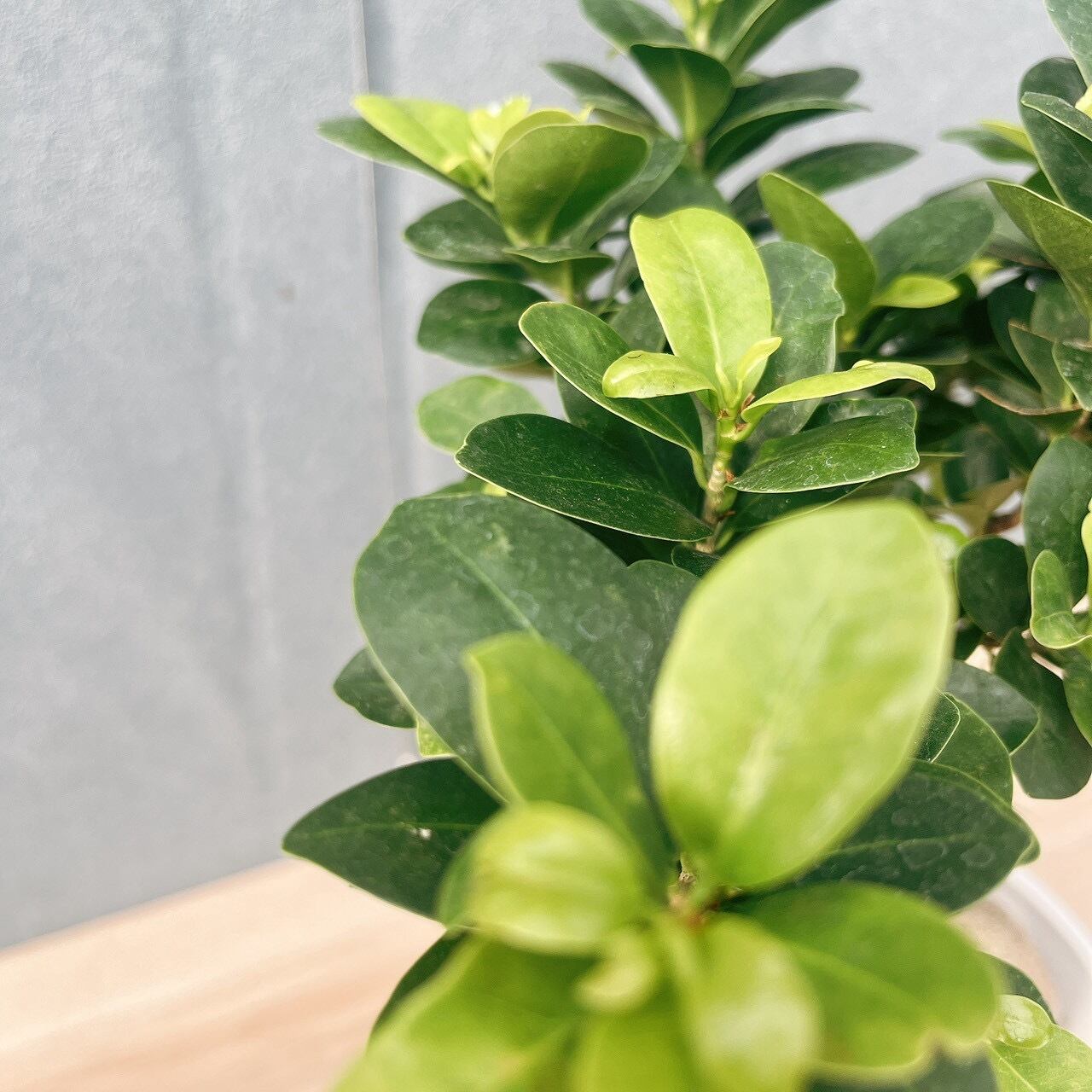 現品］5番 ガジュマル 接木 6号 観葉植物 室内 ニンジンガジュマル
