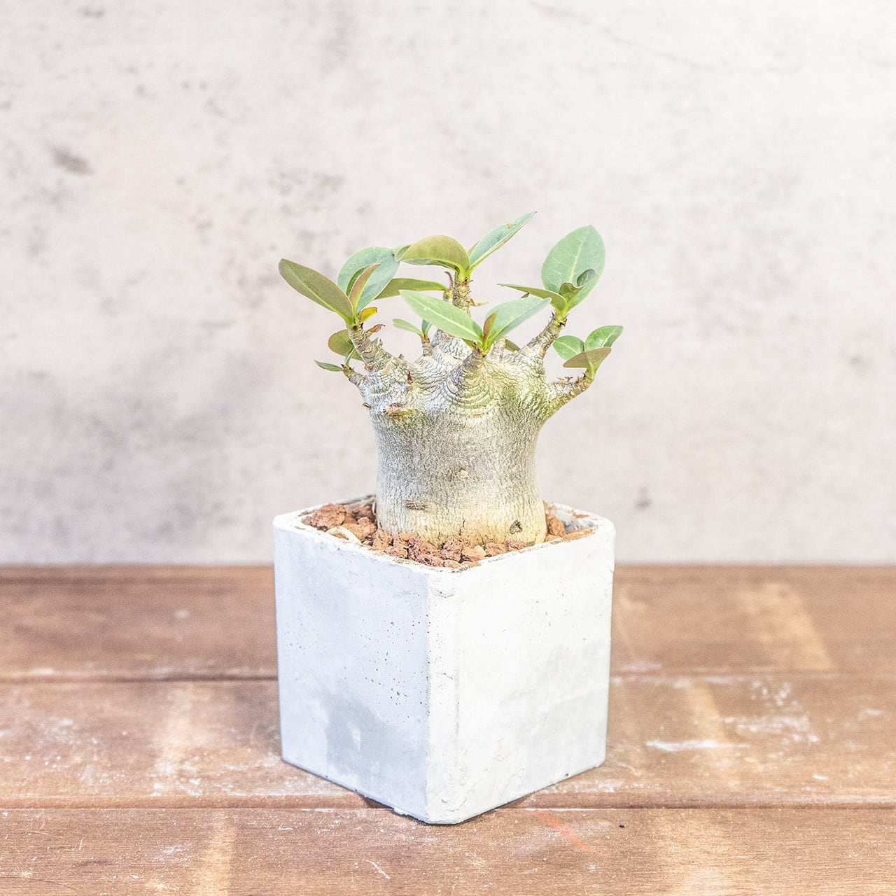 球体に稜線が走る端正な姿。手づくりモルタル鉢で楽しむユーフォルビア・バリダ（中型株・幅8cm）｜虫発生抑制（全国一律送料850円）