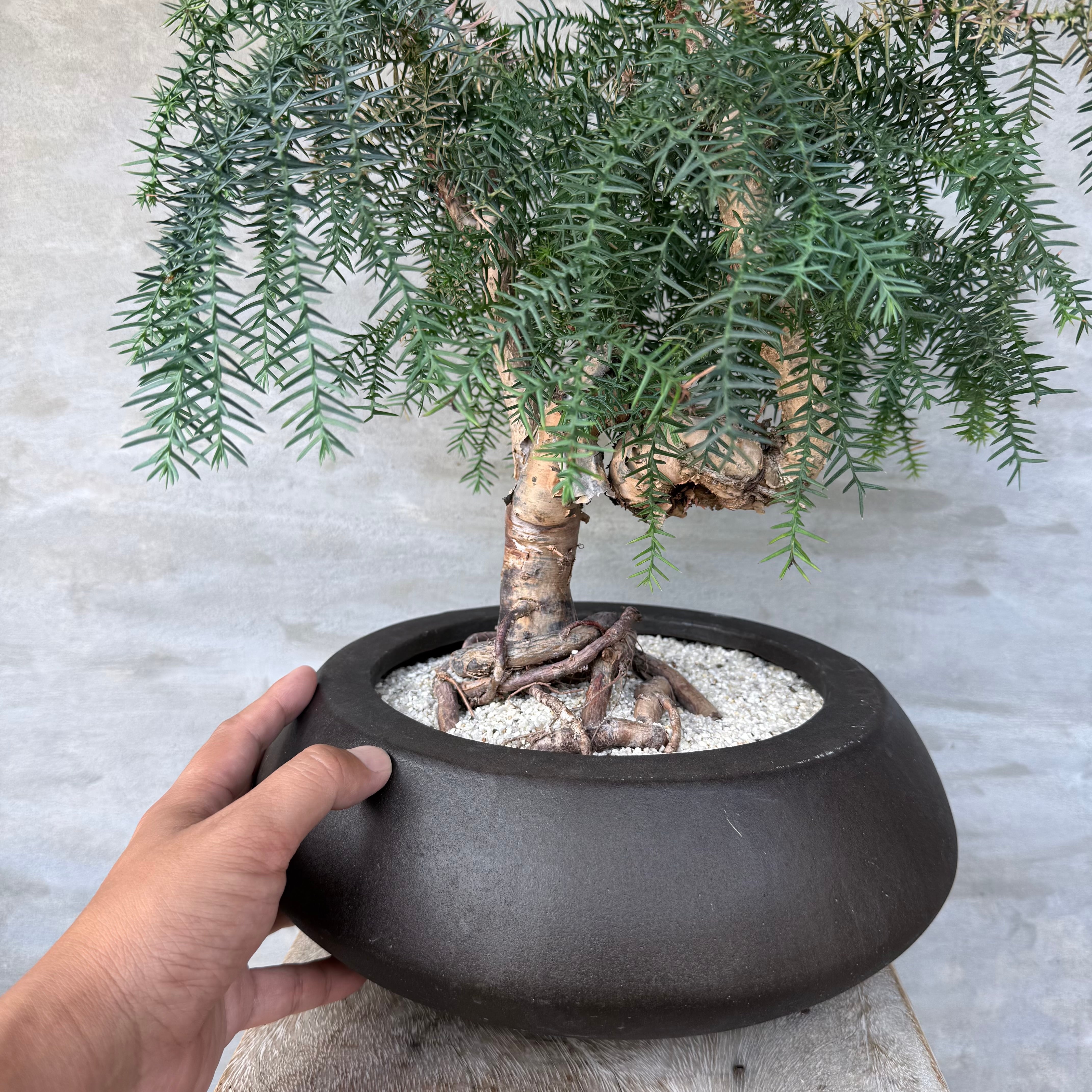 植物 ×鉢】盆栽仕立て ナンヨウスギ Araucaria アローカリア | A-PLANTS