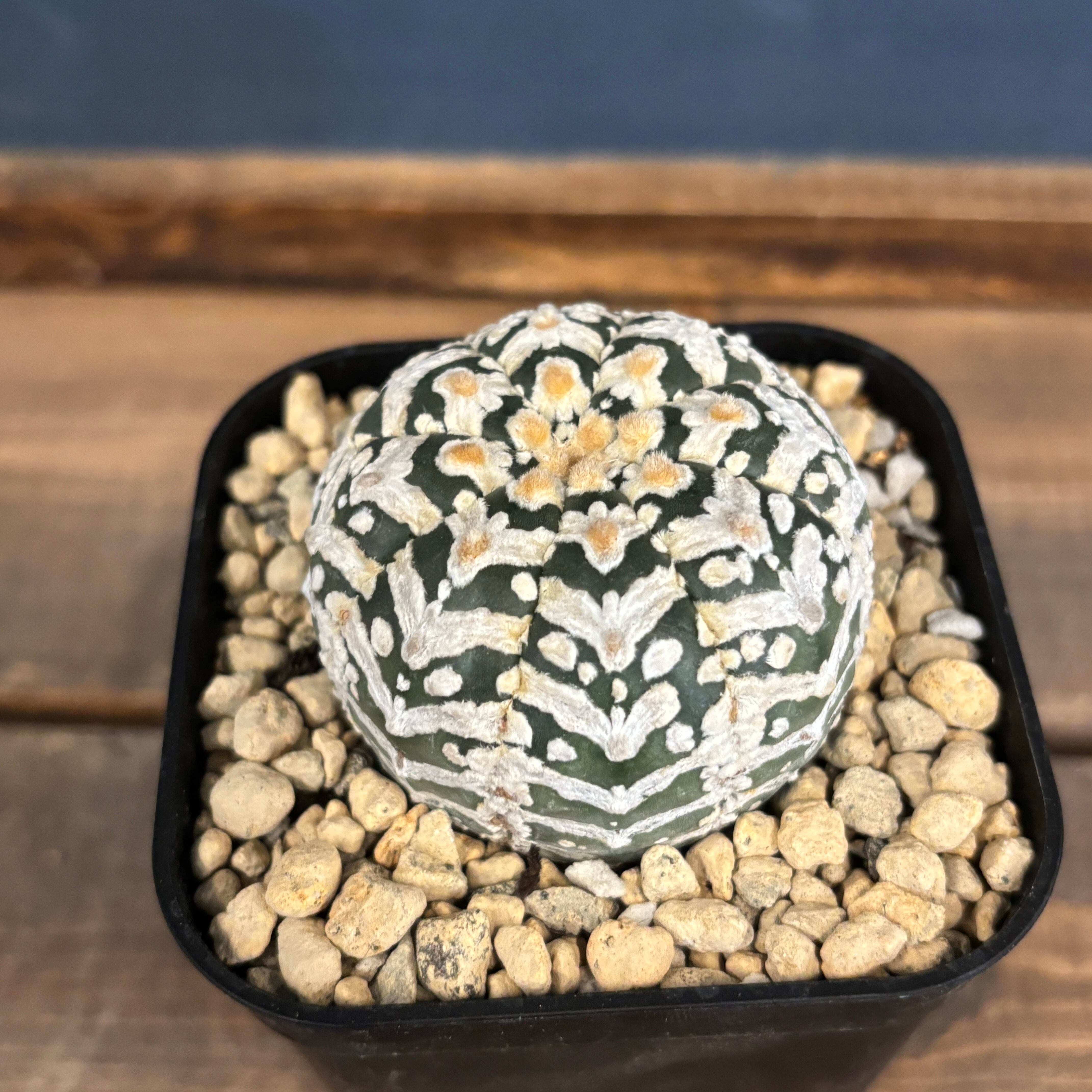 サボテン アストロフィツム スーパー兜 Vタイプ【554