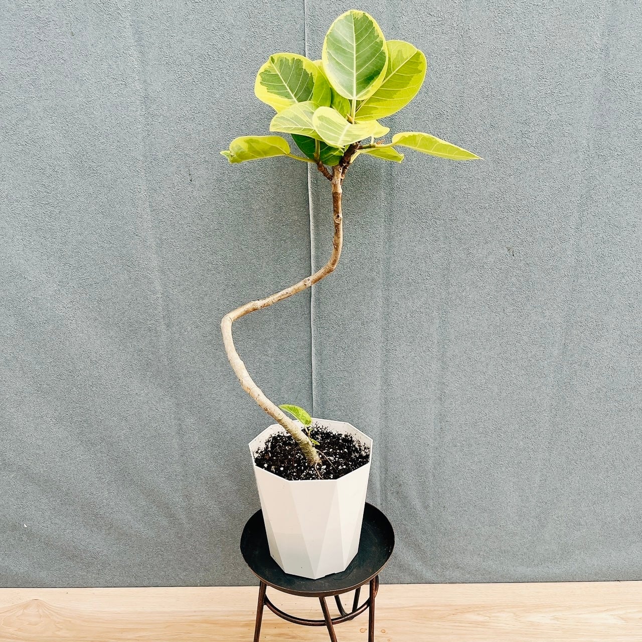 現品］☆おすすめ☆ A1 ソテツ 10号 観葉植物 大型 屋外 綺麗 幹太