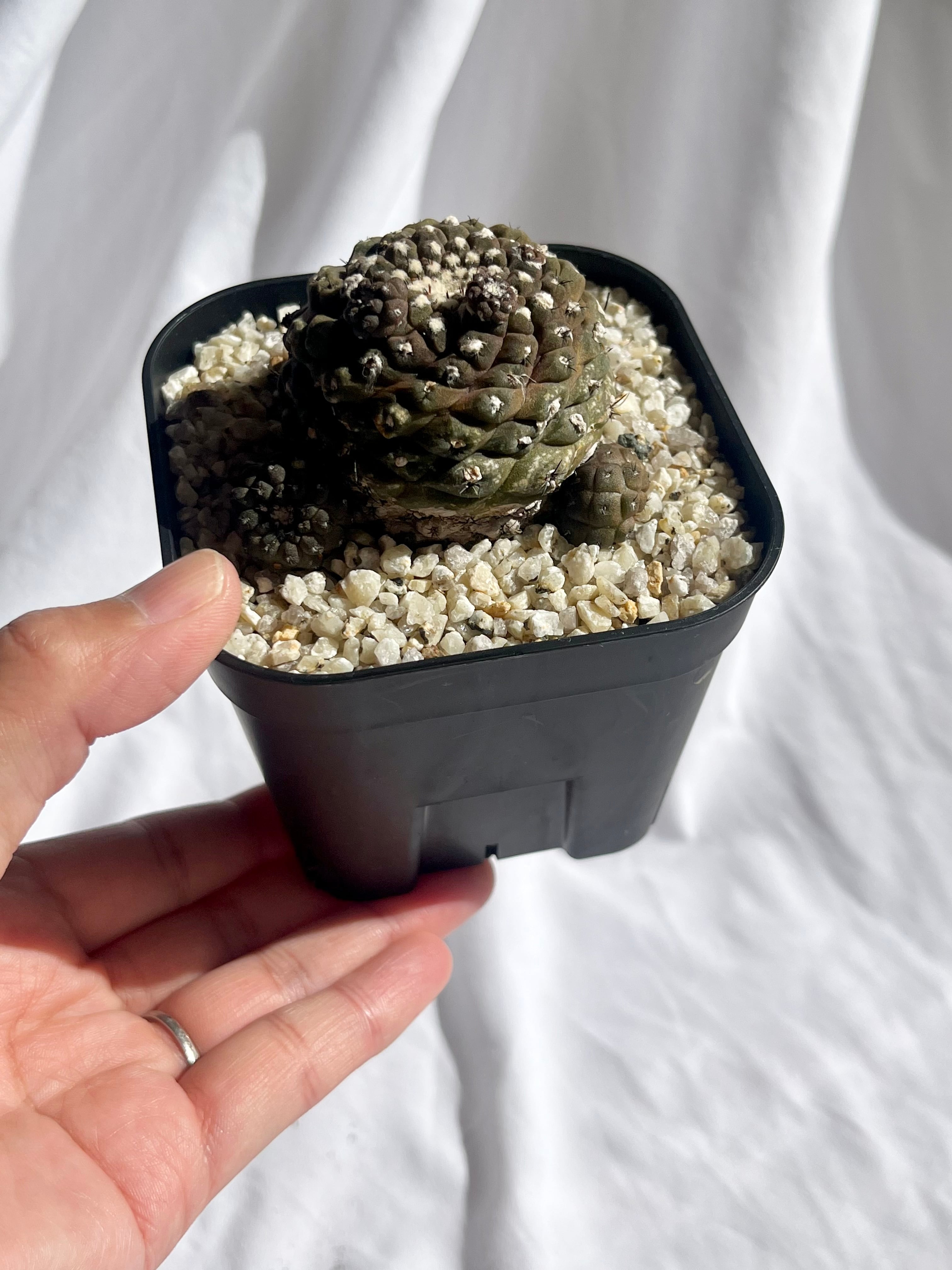 ボテン コピアポア属 ヒポガエア群生 実生苗 Copiapoa hypogaea / 塊根 多肉植物 Copiapoa hypogaea コピアポア ヒポガエア サボテン | plants MARU
