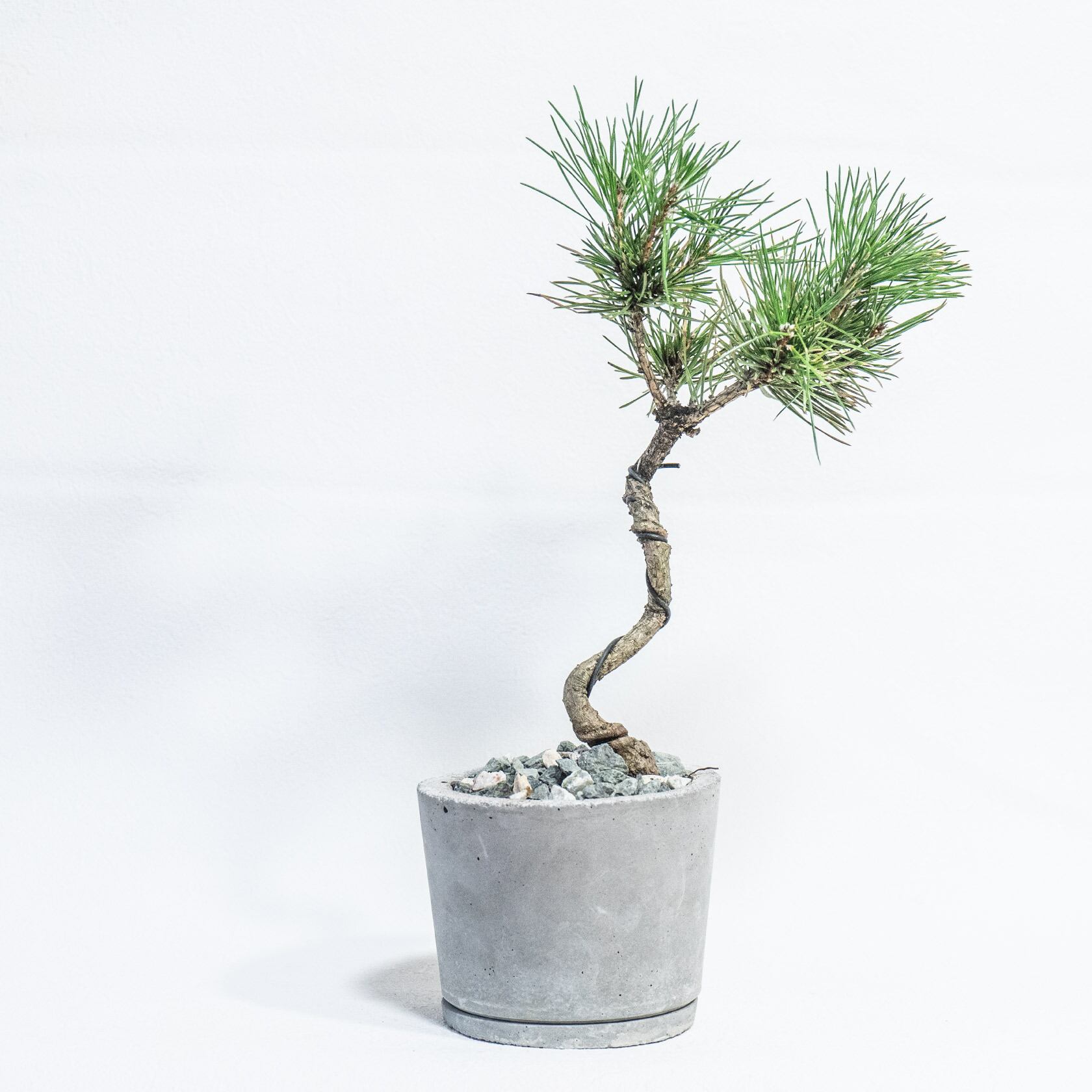 ≪ 観葉植物 ≫室内管理もオッケーなゴヨウマツの鉢植え｜シンプルでお部屋を選ばない手作りモルタル鉢