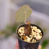 Stephania kaweesakii / ステファニア カウィーサキー㊸/ 観葉植物