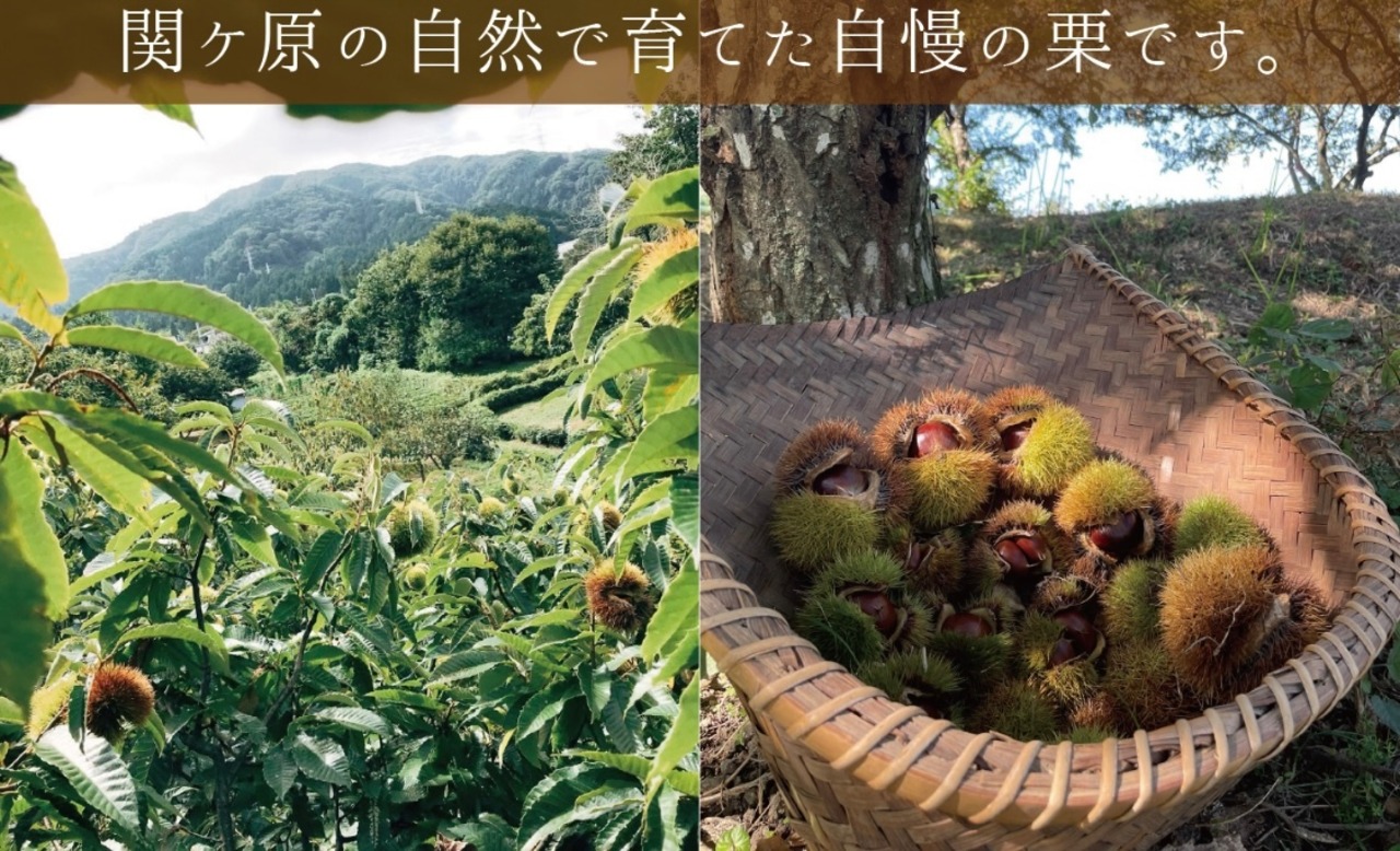 お徳用　冷凍むき栗　200g ×８パック