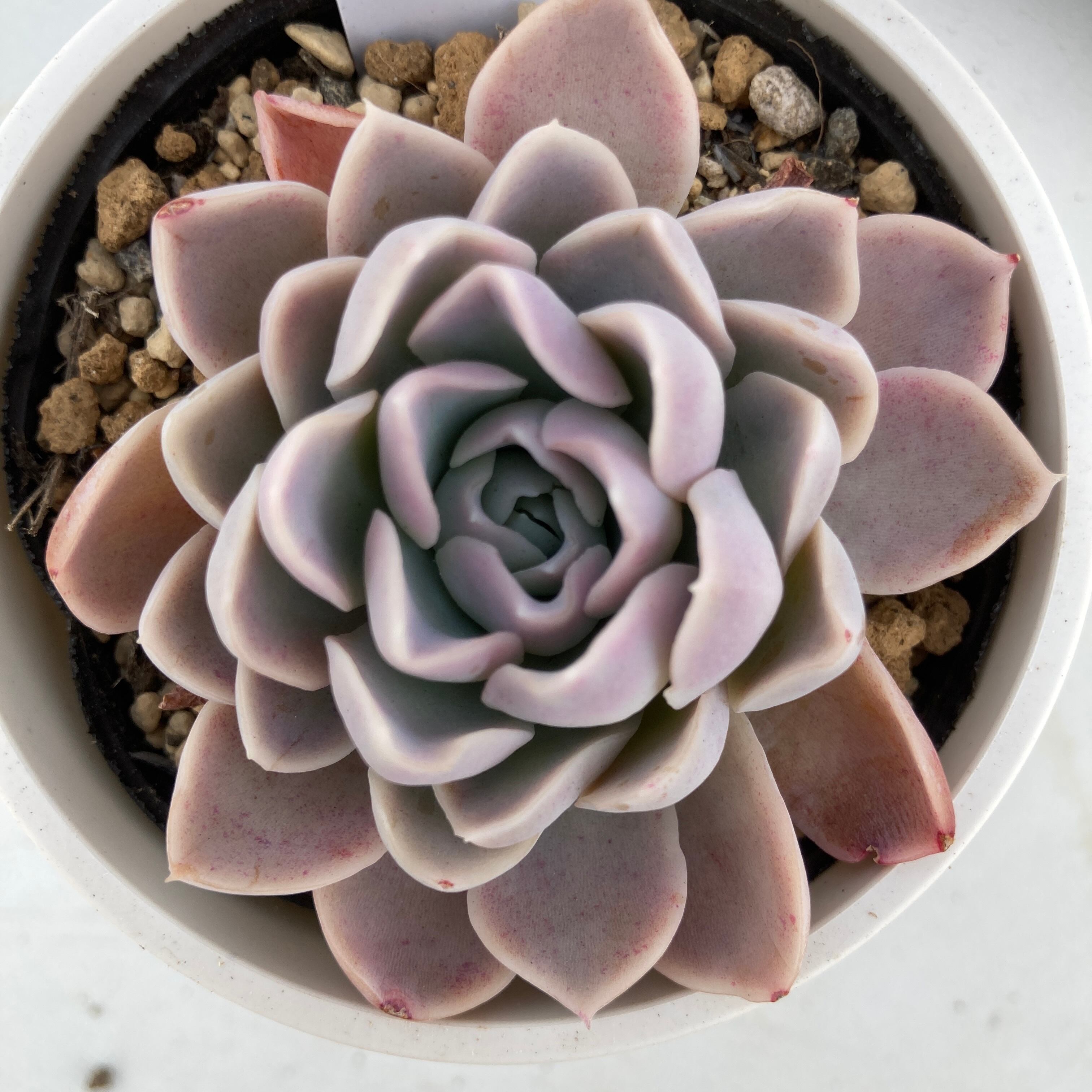 現物商品】星影 | 多肉植物研究所