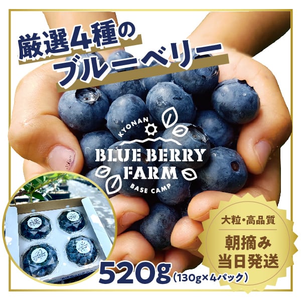 超大粒ブルーベリー！高級品種ユーリカ （125g×4パック） | PAY ID