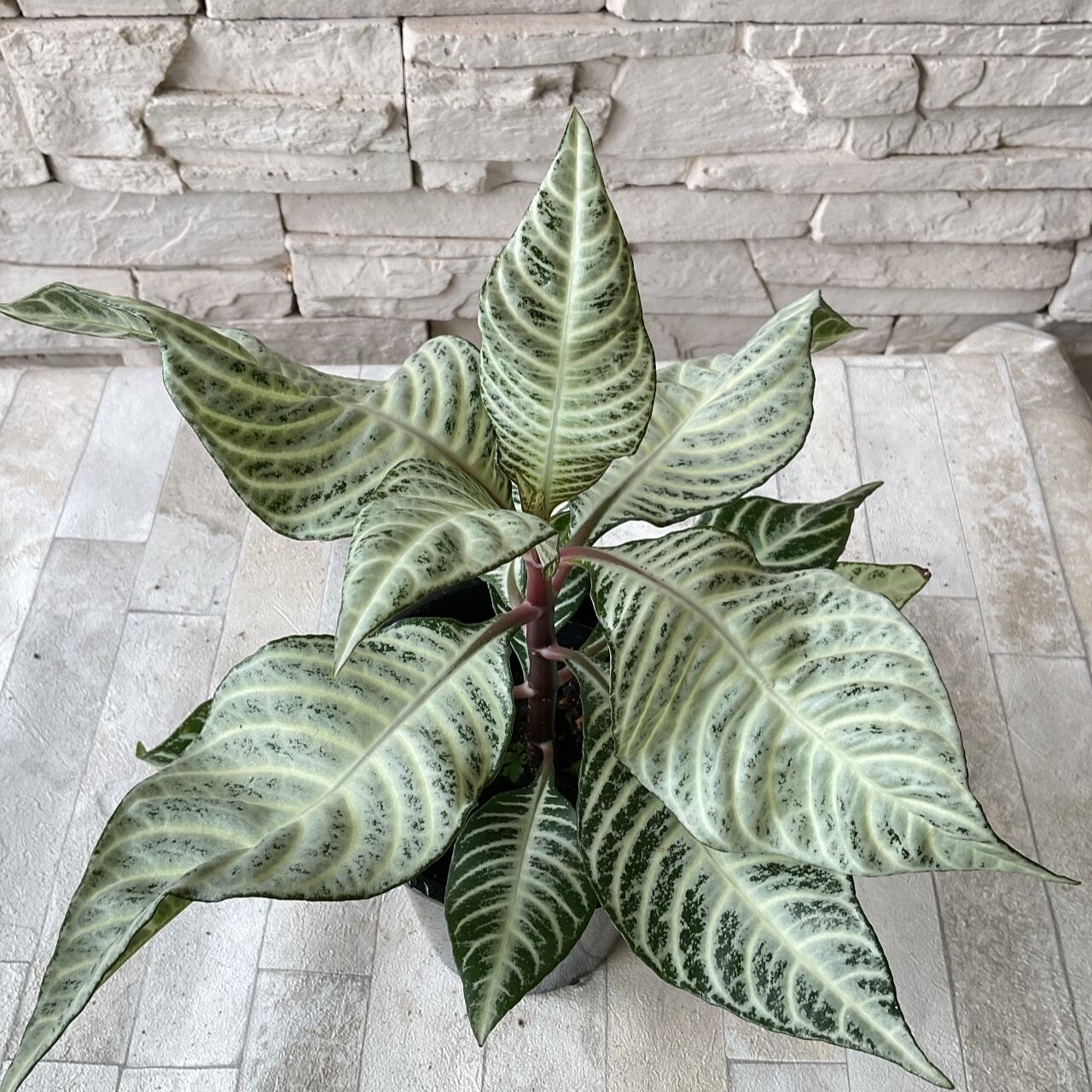 観葉植物 アランフェドラ ダニア シルバークラウド 4号 橋本種苗園