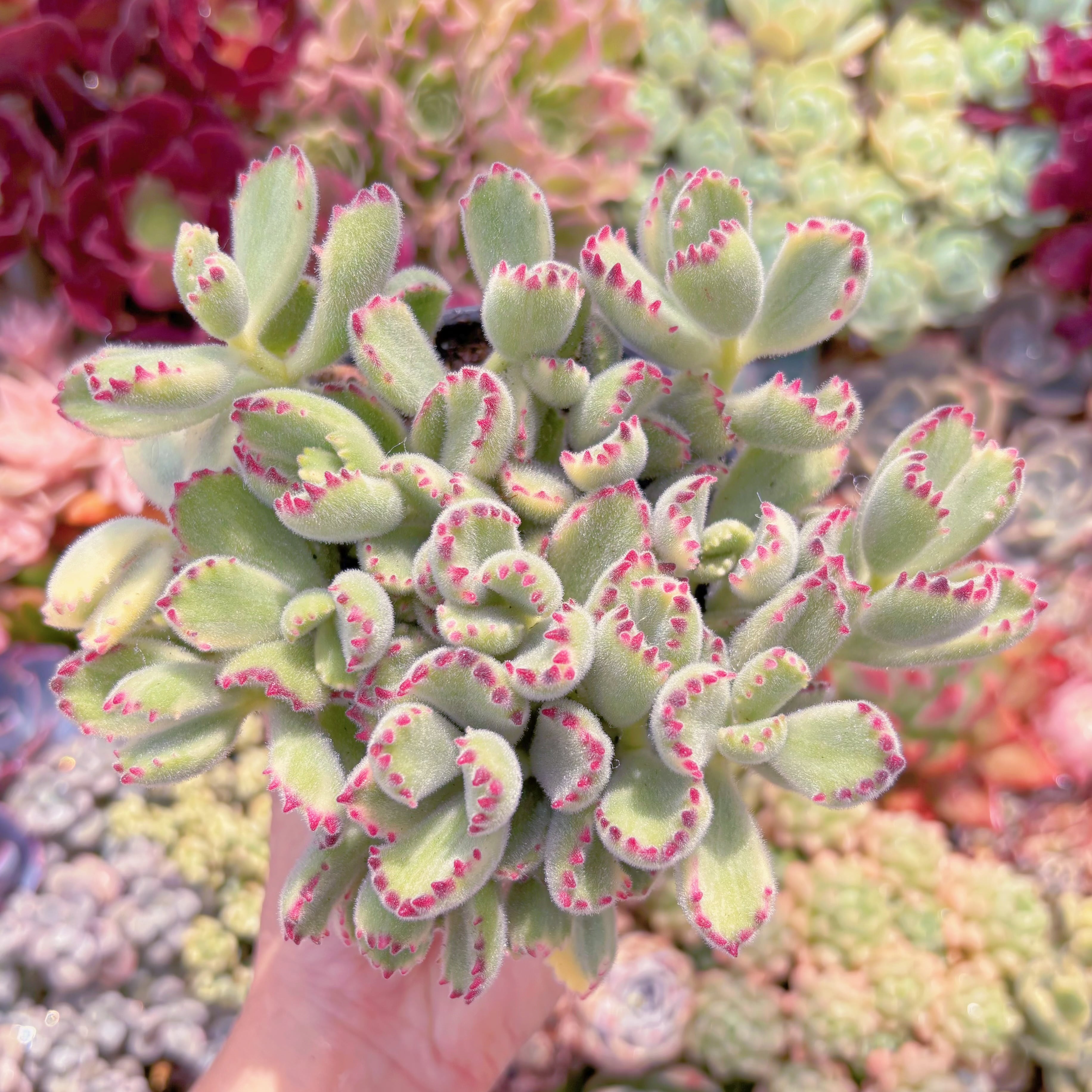 現品　白熊#003　るる農園