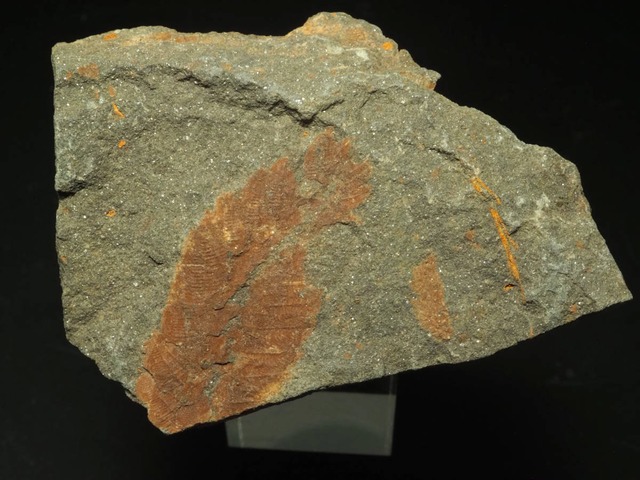環形動物の化石【Plumulites tafennaensis】【65 g】モロッコ王国産/プルムリテス