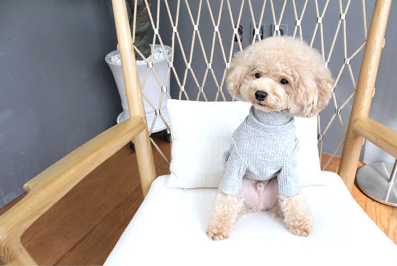 pastel highneck knit top S ~ XL 5color / 犬服 新作 ドッグウェア シンプル 長袖 小型犬 中型犬 ペット用品 パステルカラー ハイネック ニット トップス ペット洋服 top148