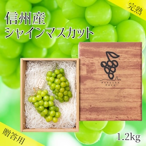 信州産　朝摘みシャインマスカット２房（約1000g～1200g）