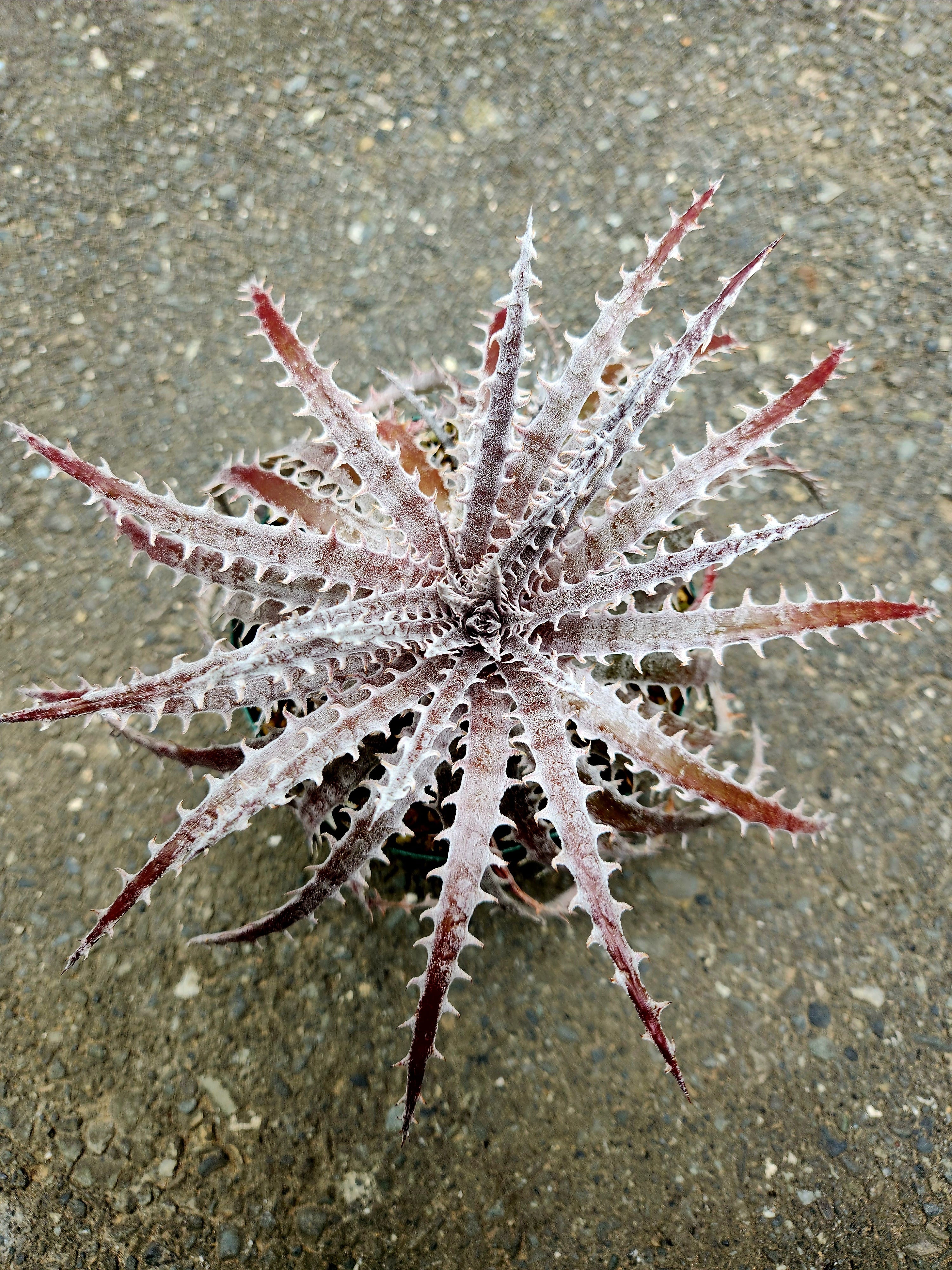 ヘクチア・ラナータ hechtia lanata | フラワーショップあきの