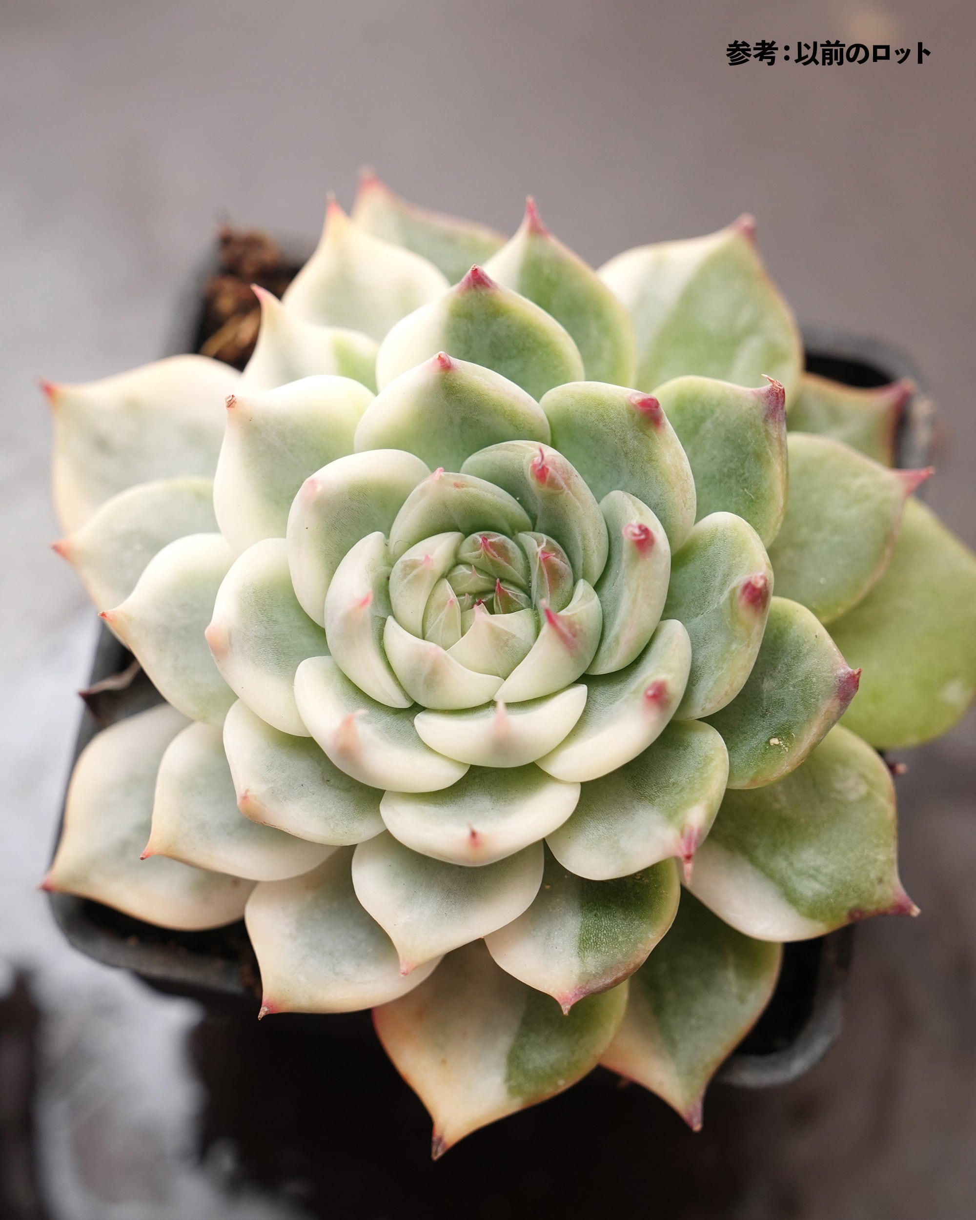 多肉植物 チワワエンシス錦 多肉植物 エケベリア チワワエンシス錦 7.5cmポット苗 : ハニーミント