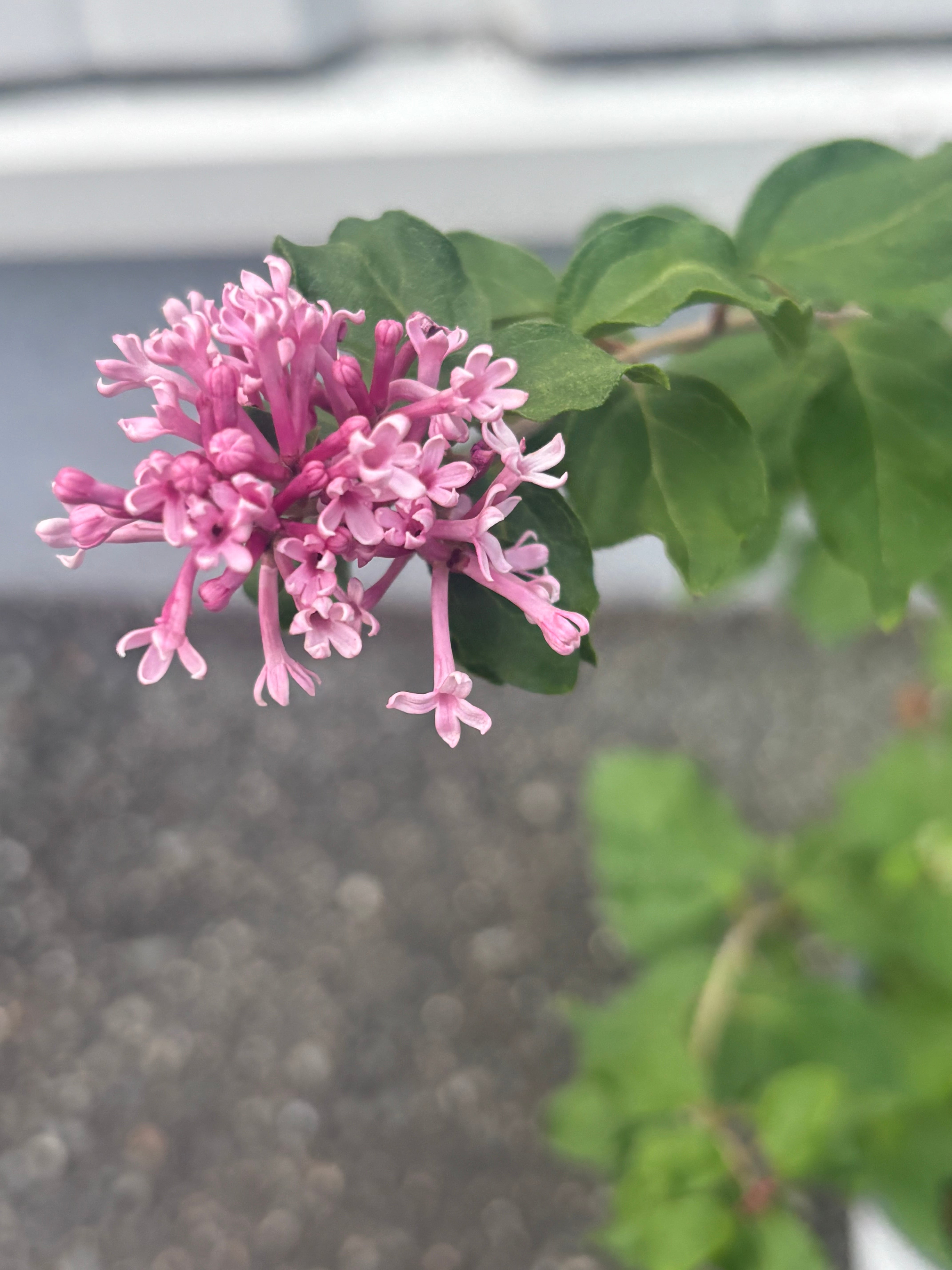 育てる楽しみ 稀少な姫ライラック ドワーフピンク 鉢花/園芸