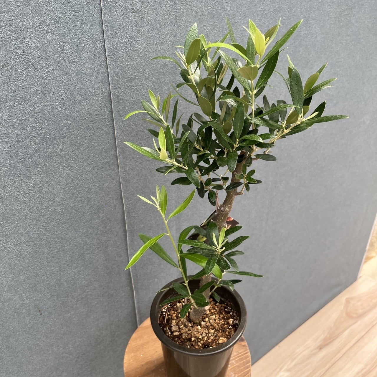 現品］16番 創樹 オリーブ ネバディロブランコ 4号 観葉植物 屋外