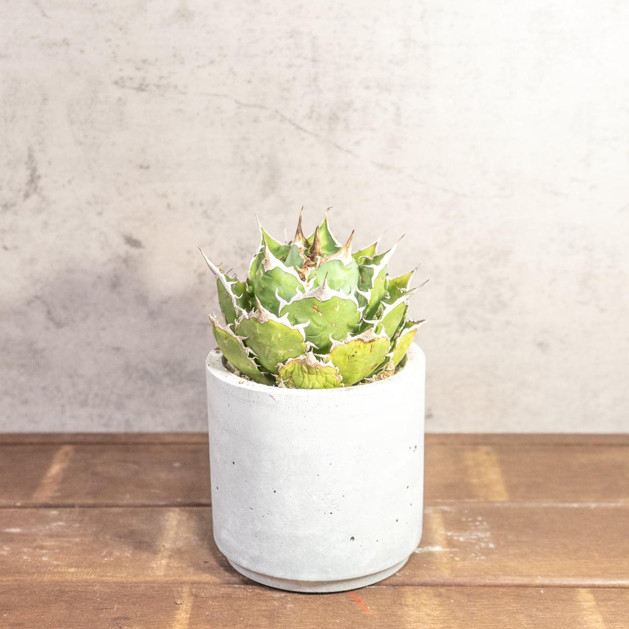 鋭い棘と力強いフォルムが魅力のアガベ・シロアリ（FO-76）。無骨な質感が映える手づくりモルタル鉢。根腐れを防ぐ独自配合の用土｜虫発生抑制（全国一律送料850円）