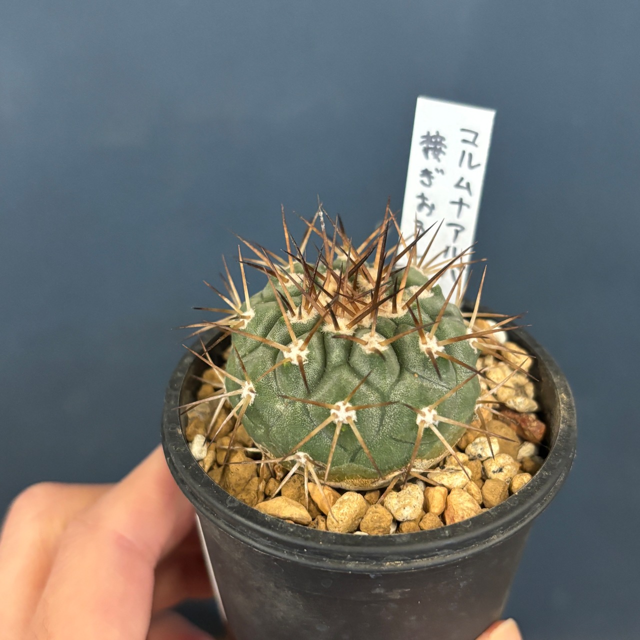 【現品】2026年 サボテン福袋 25,000円